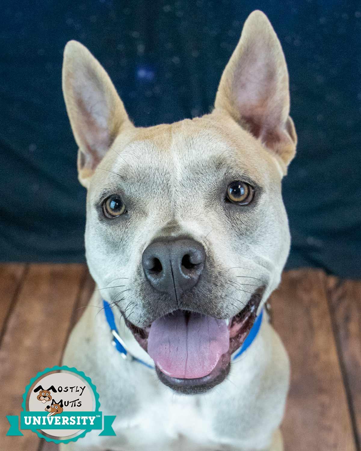 Victor, Adoptable, Adult Male Bulldog.