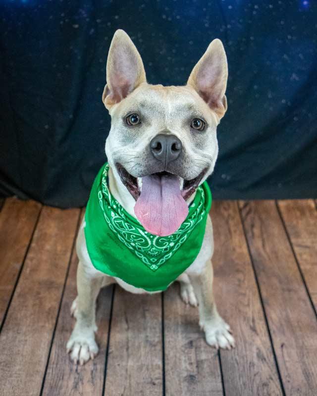 Enlarge Victor, a Adoptable mixed breed in Kennesaw, GA image 2/6