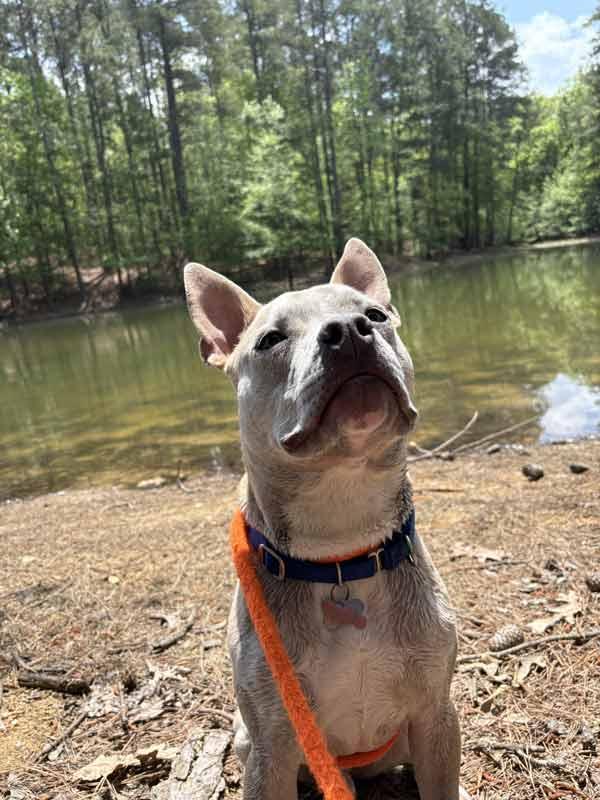 Enlarge Victor, a Adoptable mixed breed in Kennesaw, GA image 4/6
