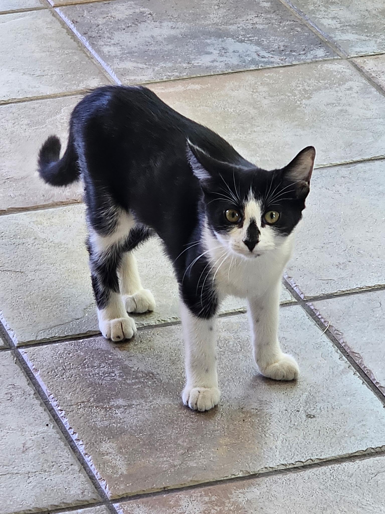 Enlarge Oreo, a Adoptable Domestic Short Hair in Twin Falls, ID image 1/4