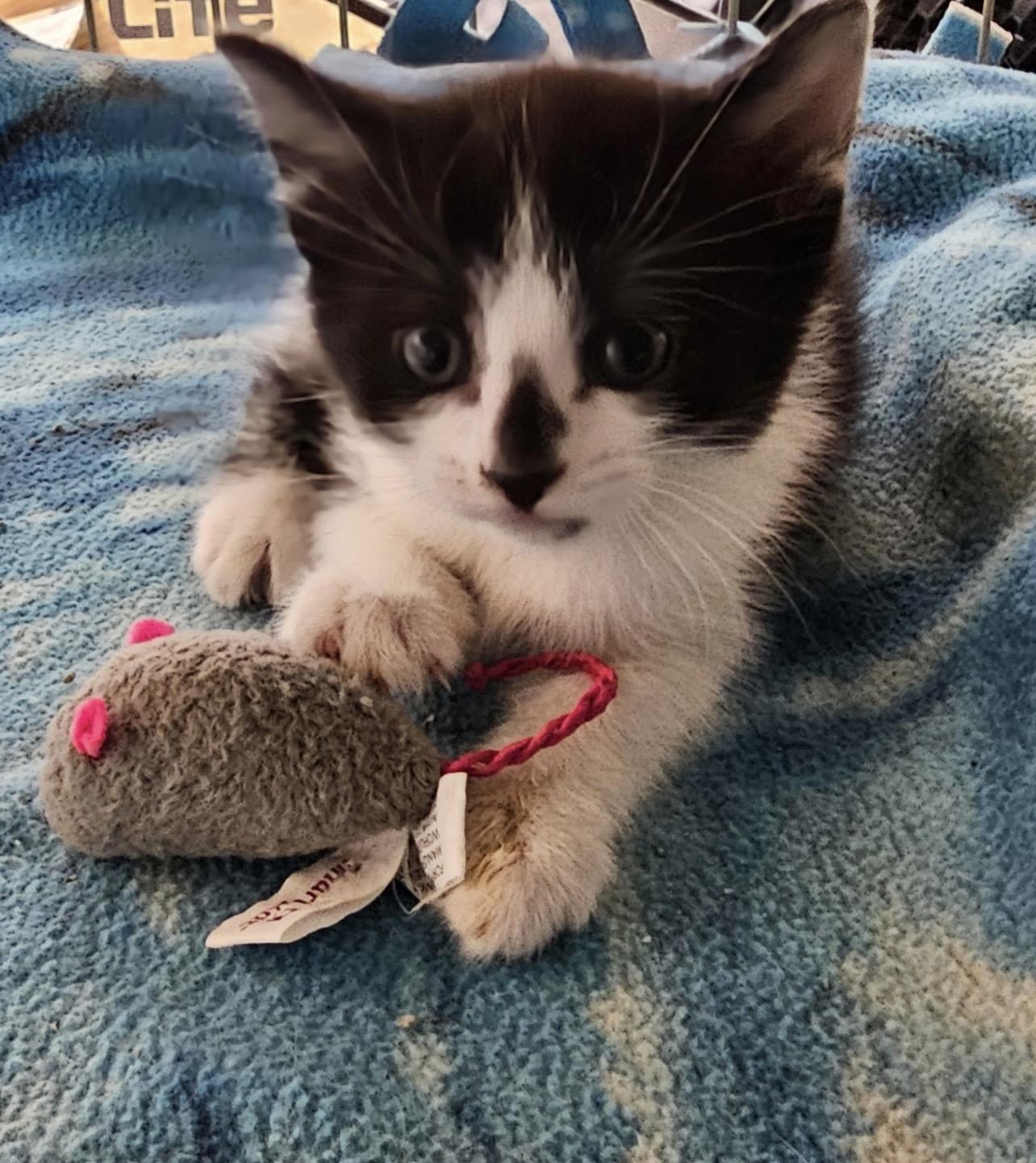Enlarge Oreo, a Adoptable Domestic Short Hair in Twin Falls, ID image 2/4
