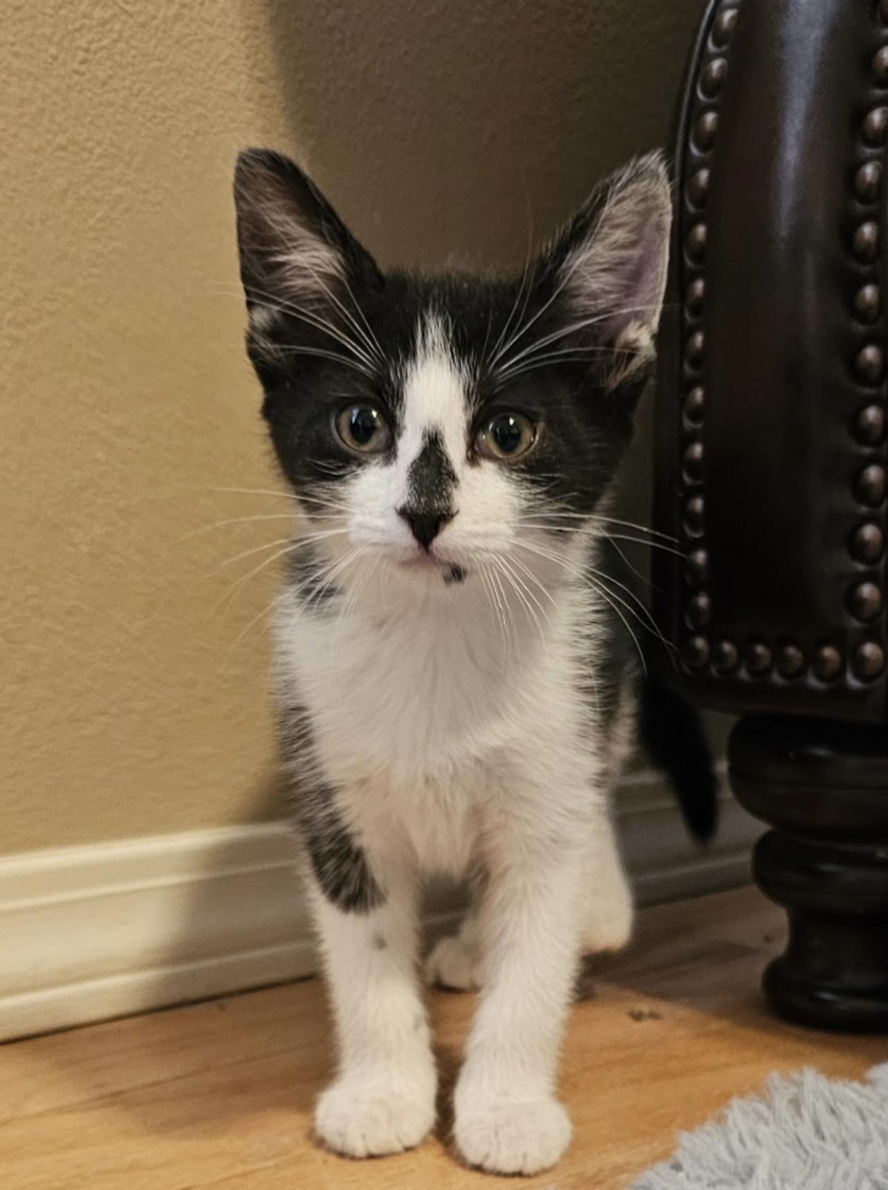 Enlarge Oreo, a Adoptable Domestic Short Hair in Twin Falls, ID image 3/4