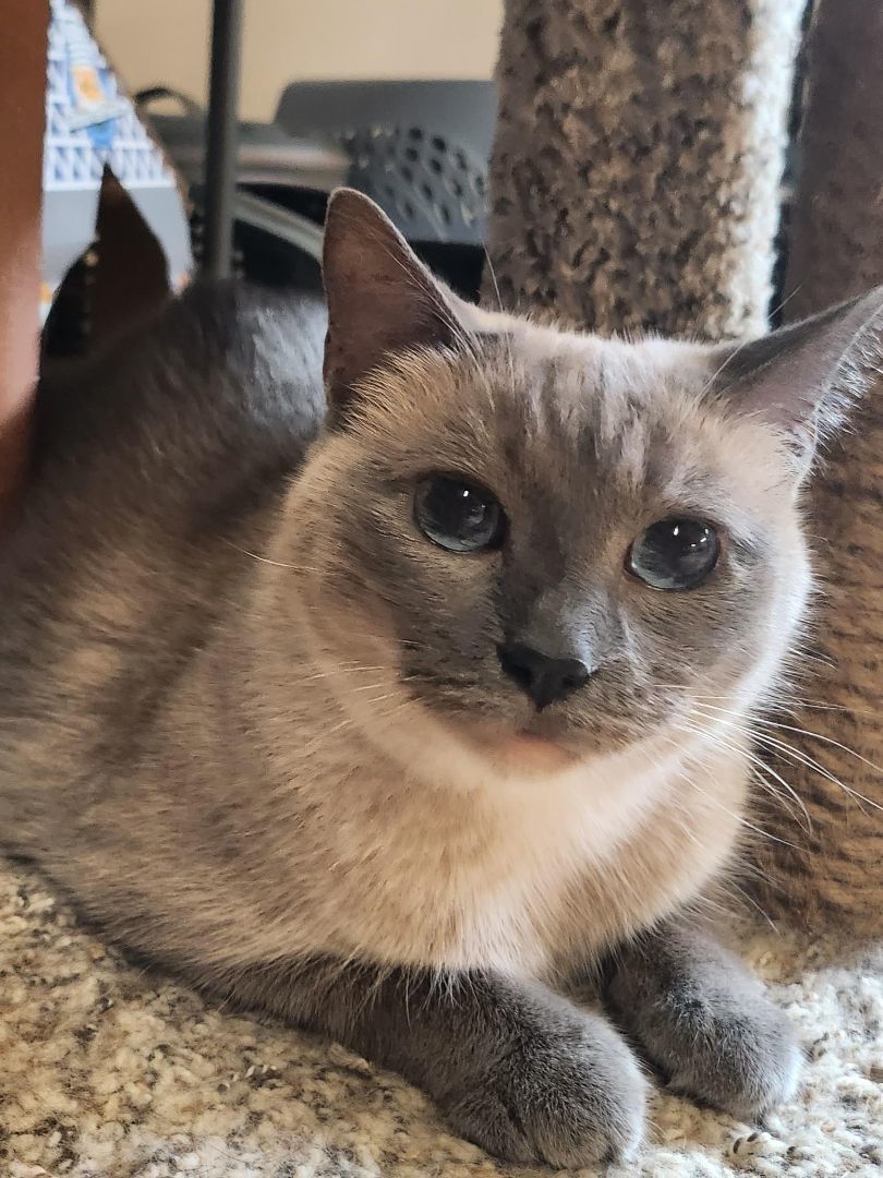 Simone, Adopted, Adult Female Siamese.