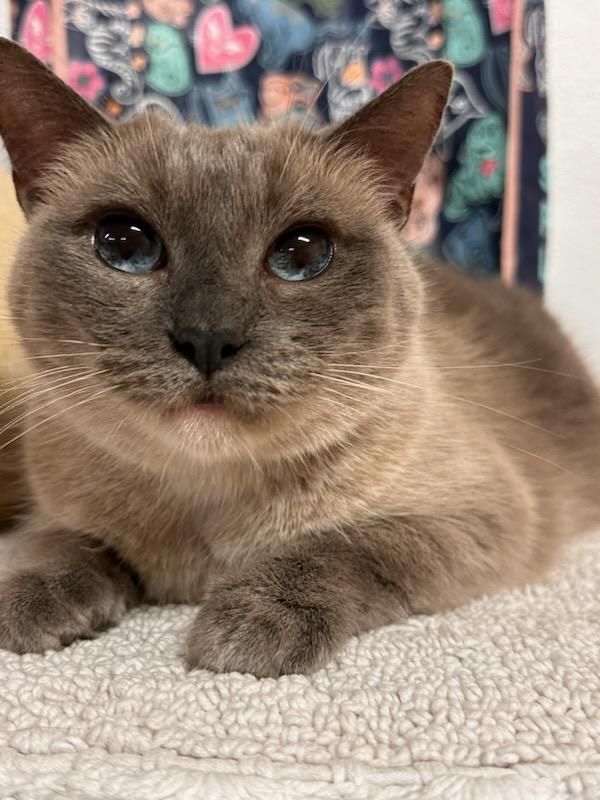 Enlarge Simone, a Adopted Siamese in Whittier, CA image 2/8