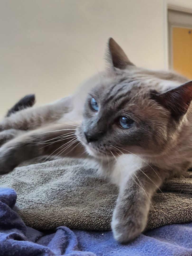 Enlarge Simone, a Adopted Siamese in Whittier, CA image 3/8