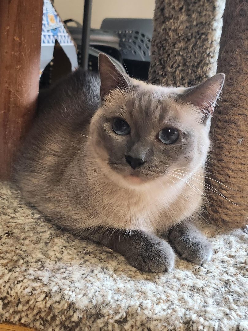 Enlarge Simone, a Adopted Siamese in Whittier, CA image 4/8