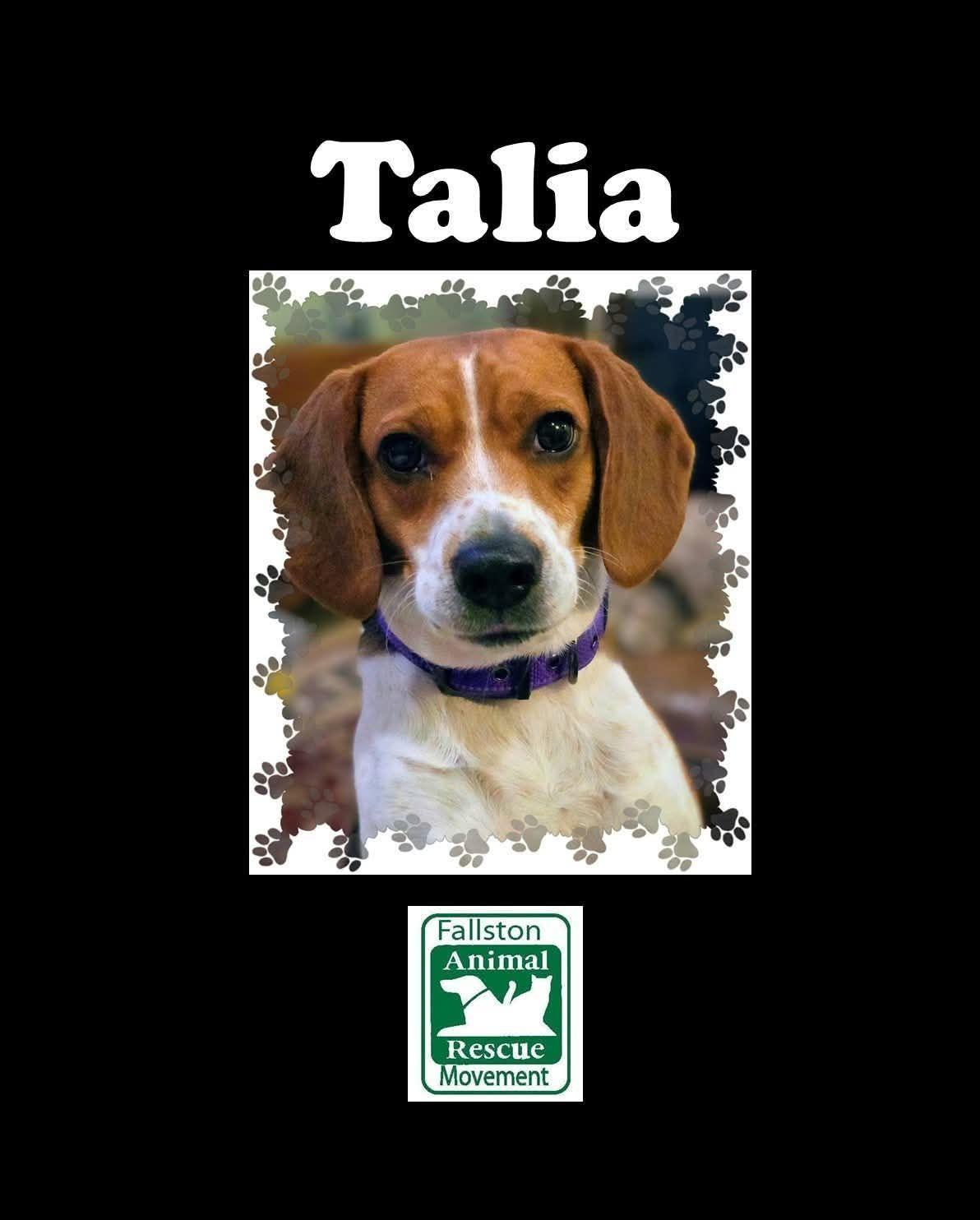 Talia, ADOPTABLE, Adult Female Beagle.