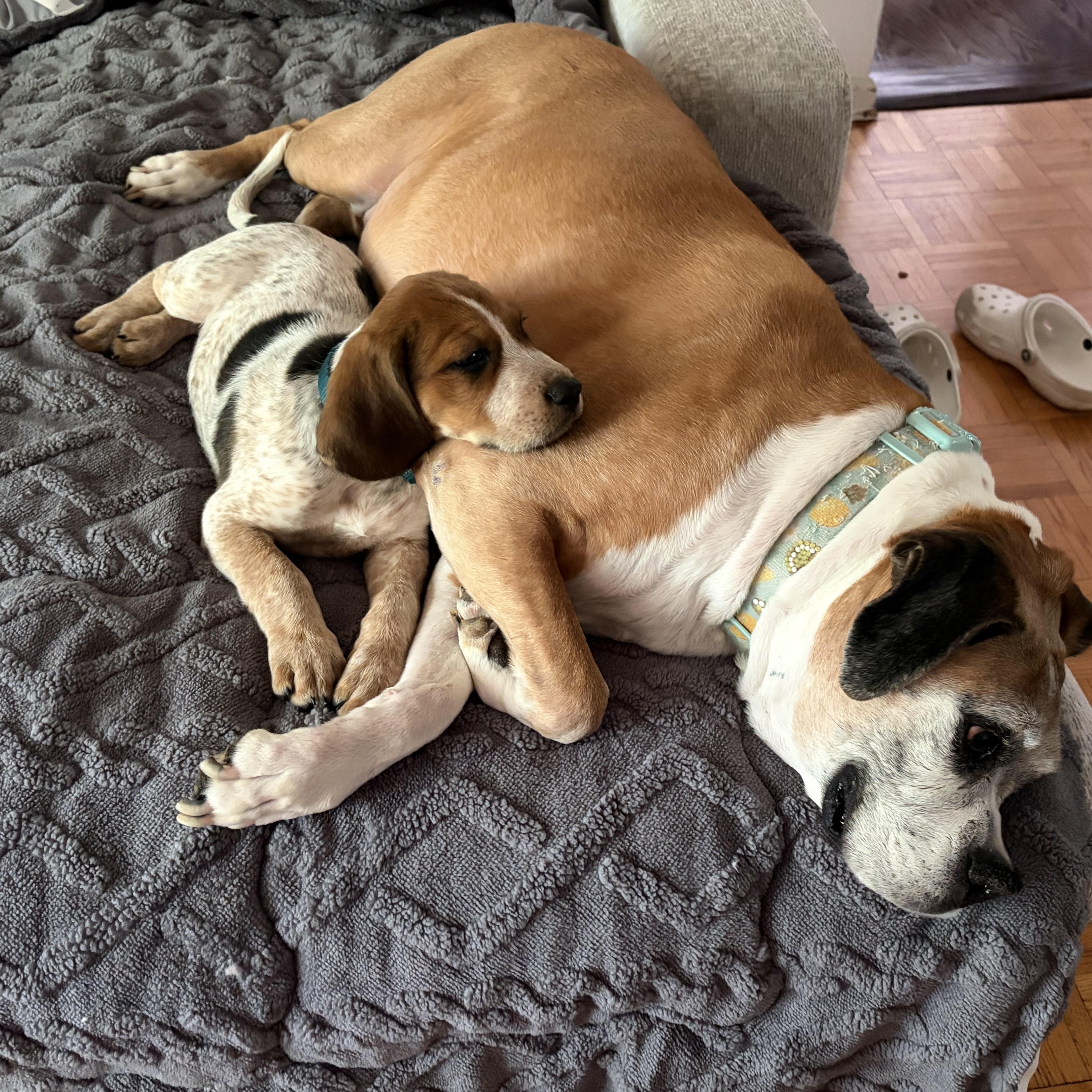 Enlarge Haaland, a ADOPTABLE mixed breed in Mahwah, NJ image 2/6