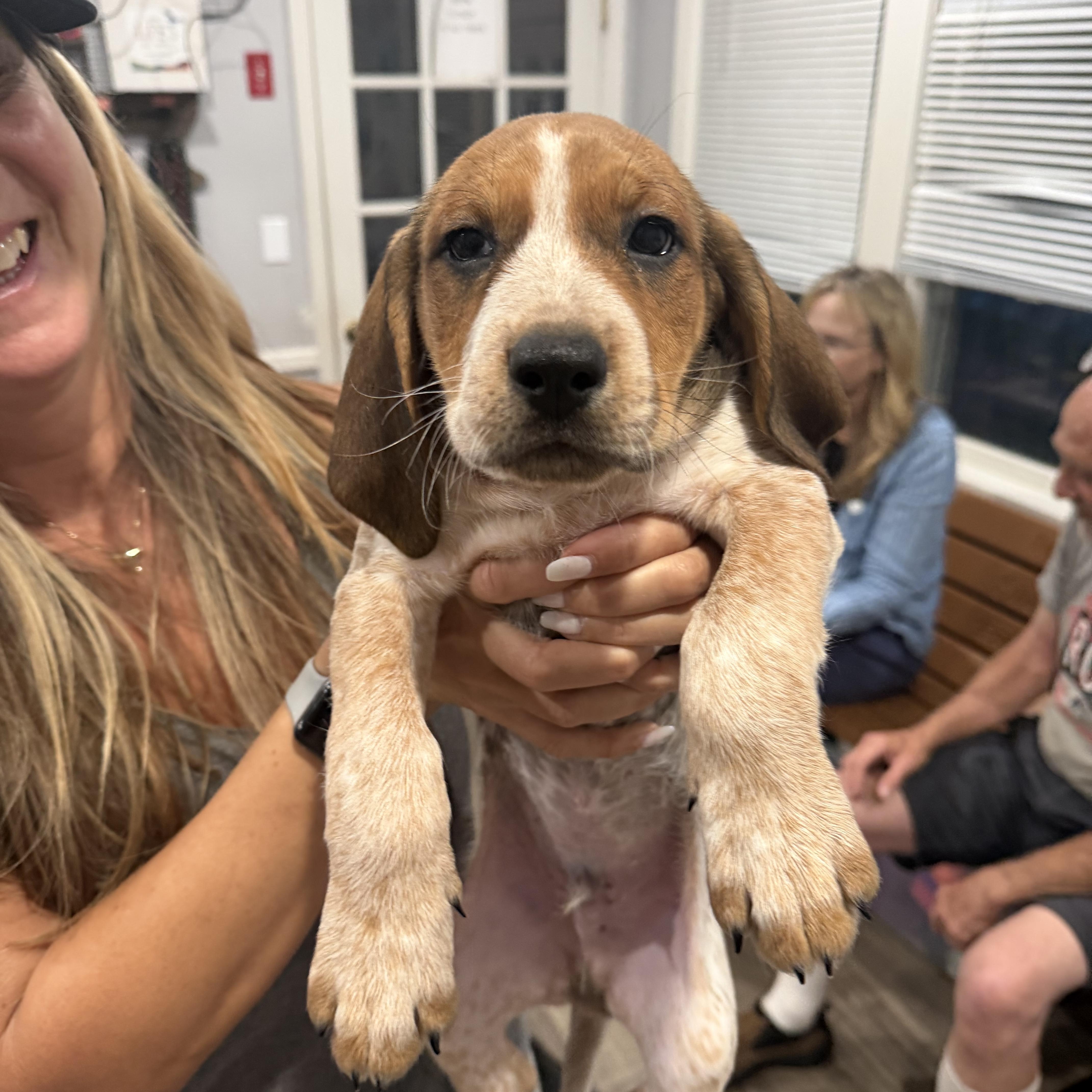 Haaland, adopted, Puppy Male German Shorthaired Pointer & Labrador Retriever.