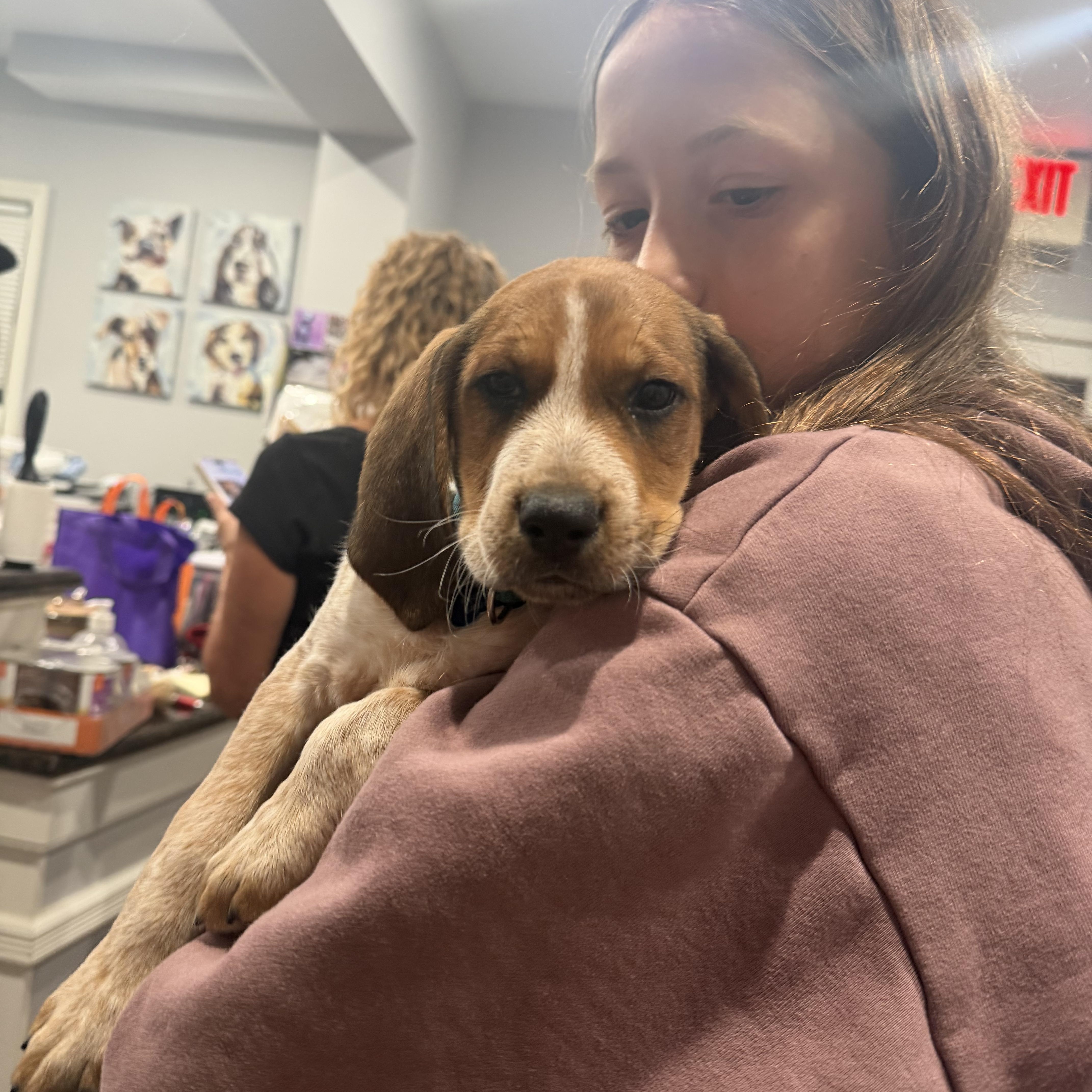 Enlarge Haaland, a ADOPTABLE mixed breed in Mahwah, NJ image 3/6