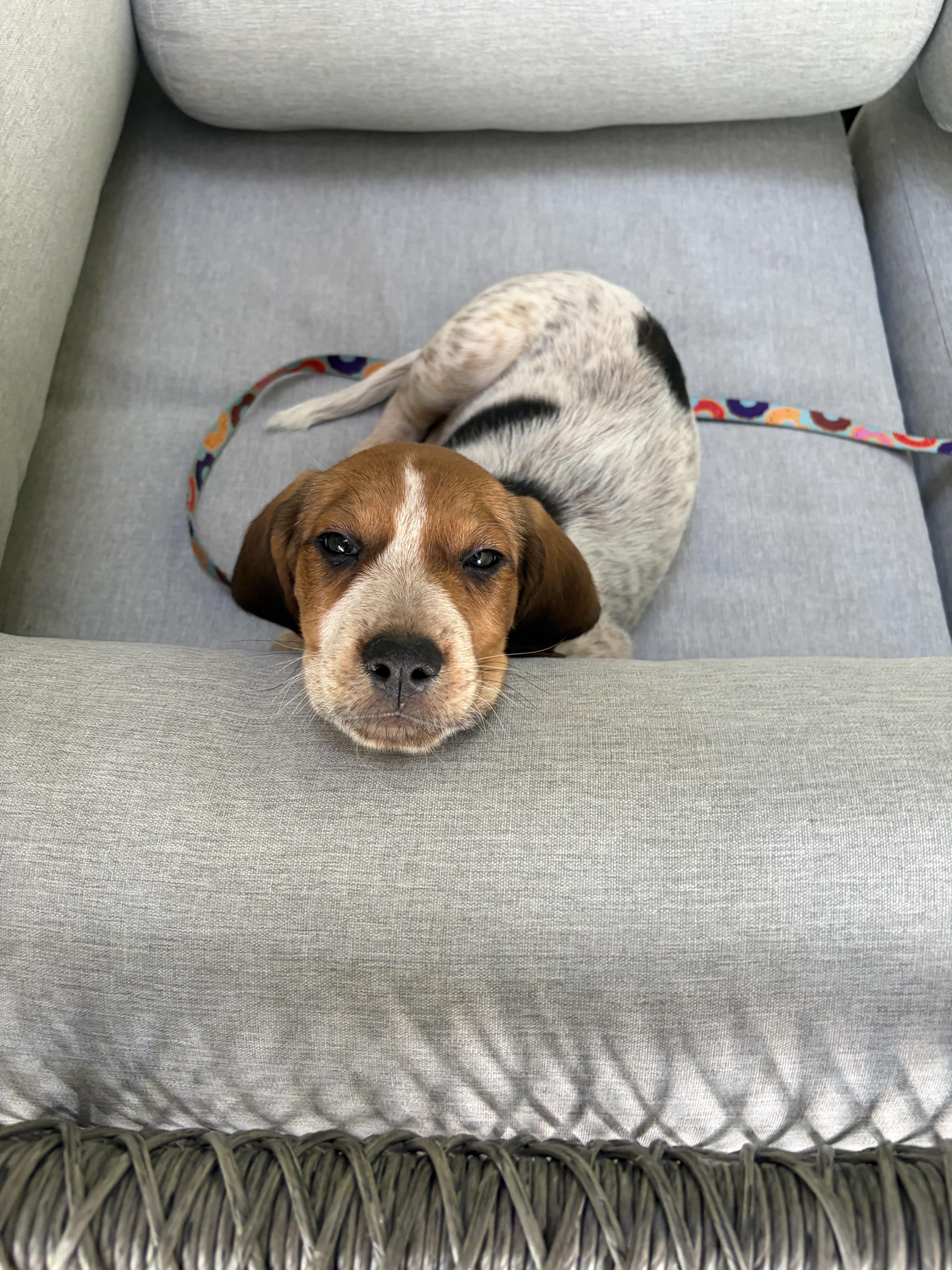 Enlarge Haaland, a ADOPTABLE mixed breed in Mahwah, NJ image 5/6