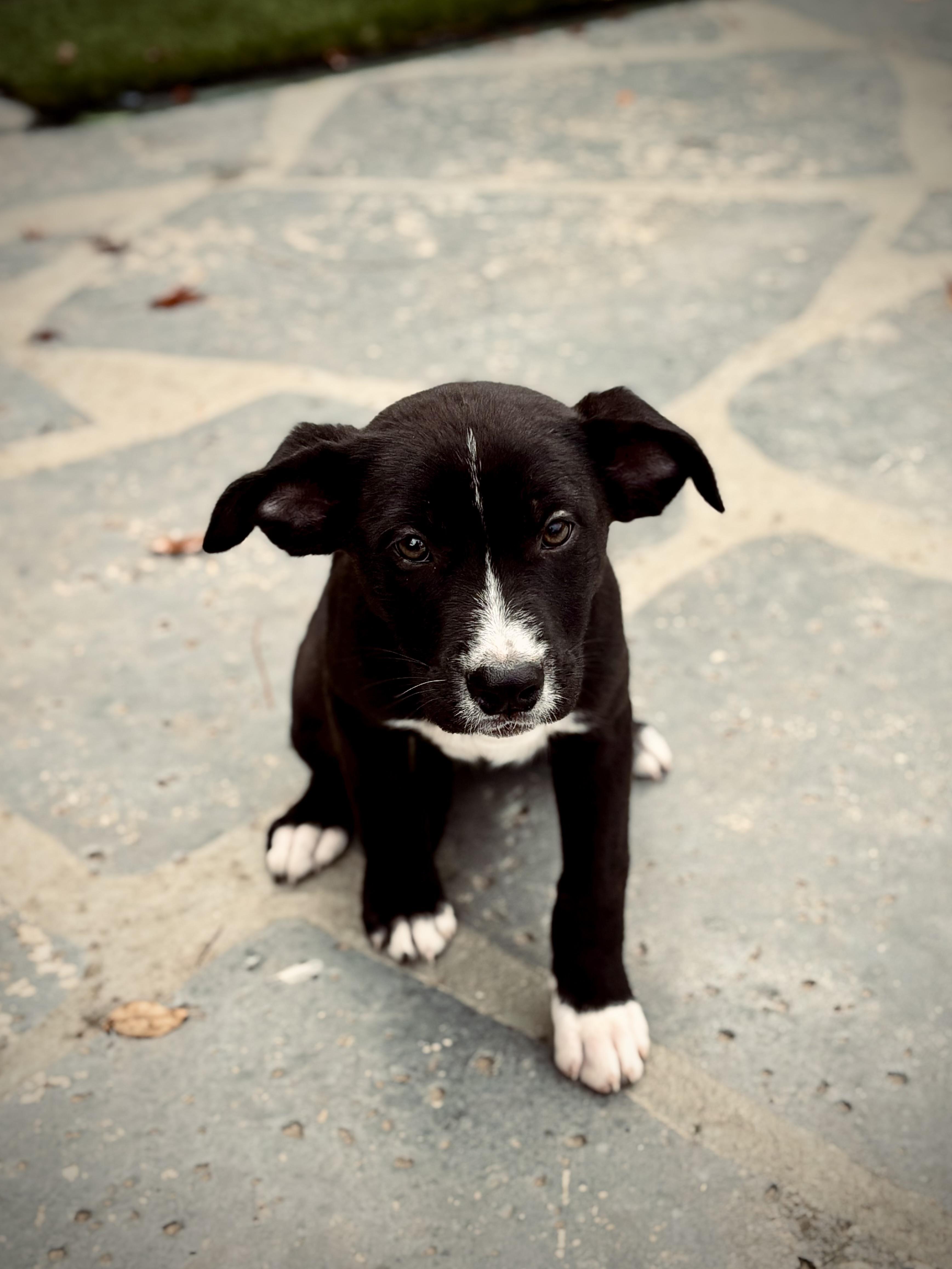 Peach, Adoptable, Puppy Female German Shepherd Dog.