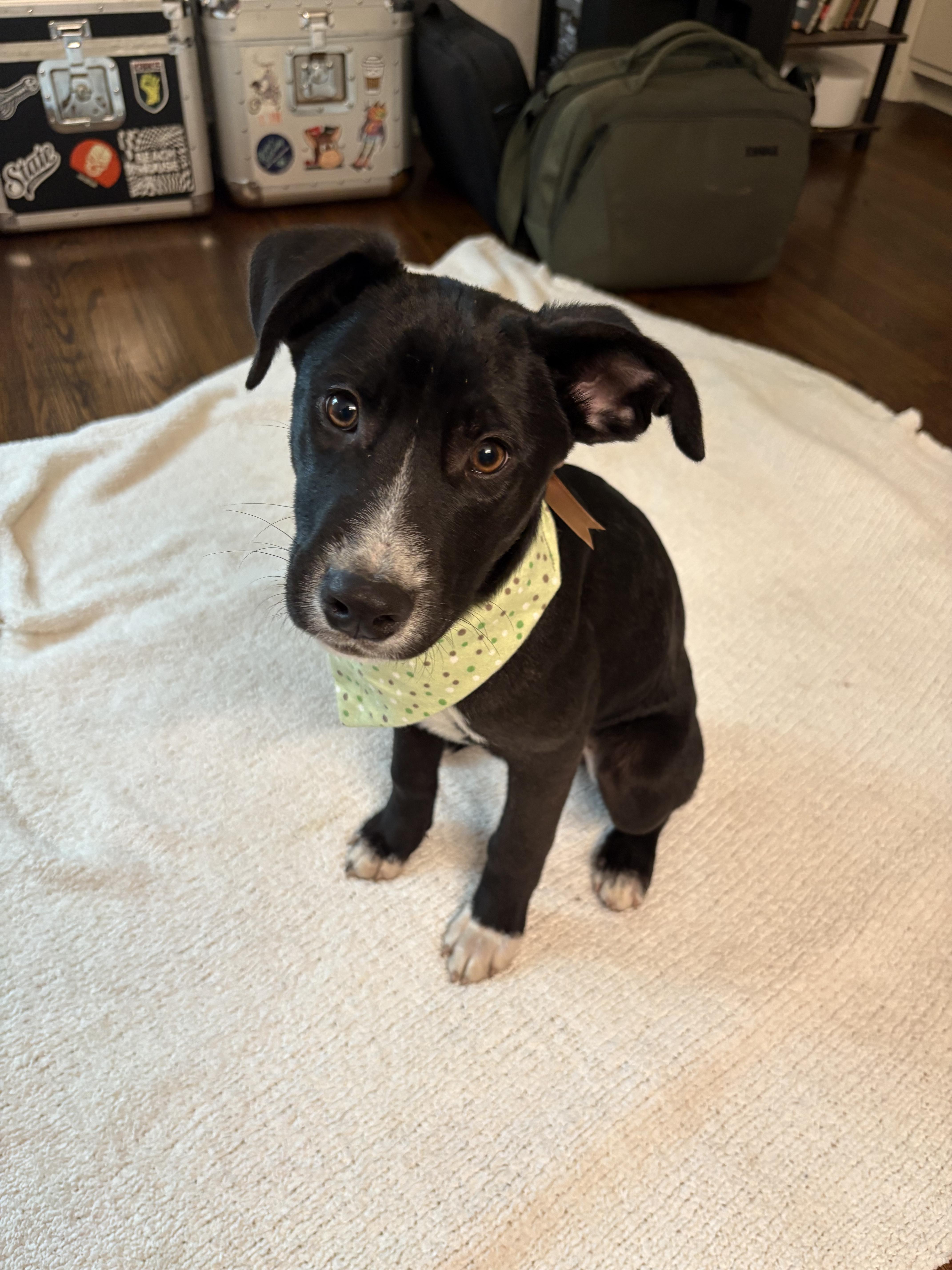 Peach, Adoptable, Puppy Female German Shepherd Dog.