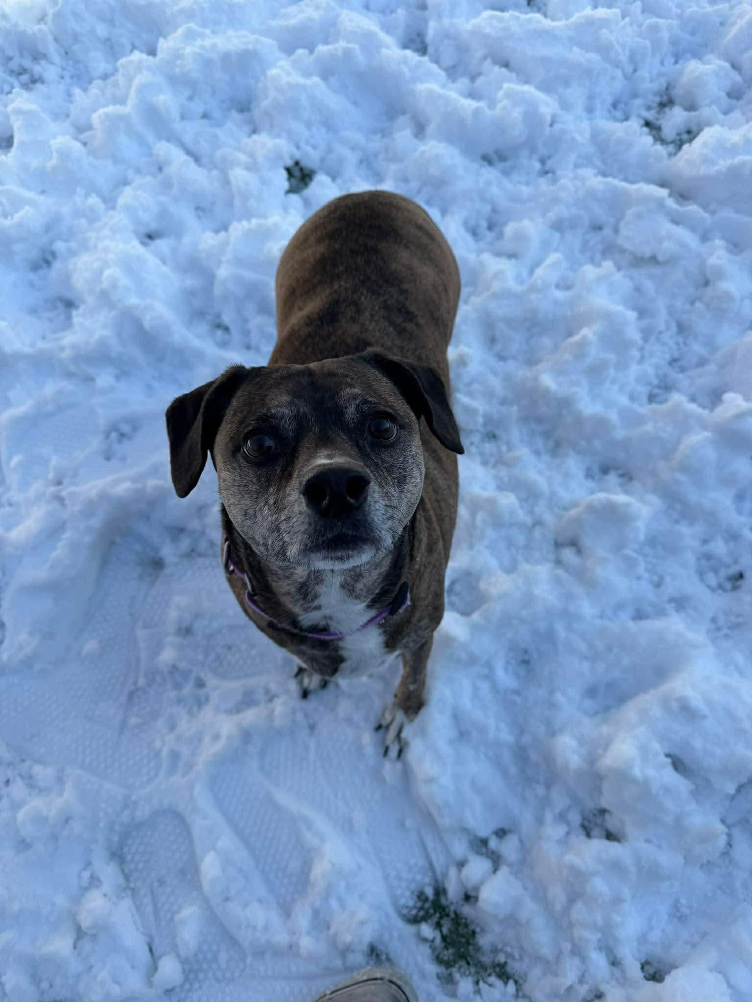 Josie, an adopted Mixed Breed in Lewiston, ME image 4/4