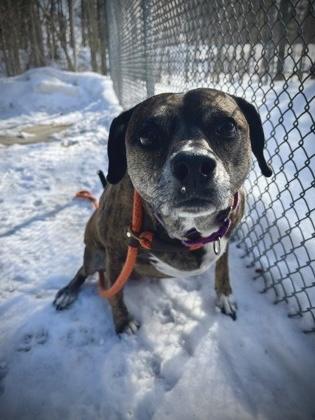 Josie, an adopted Mixed Breed in Lewiston, ME image 2/4