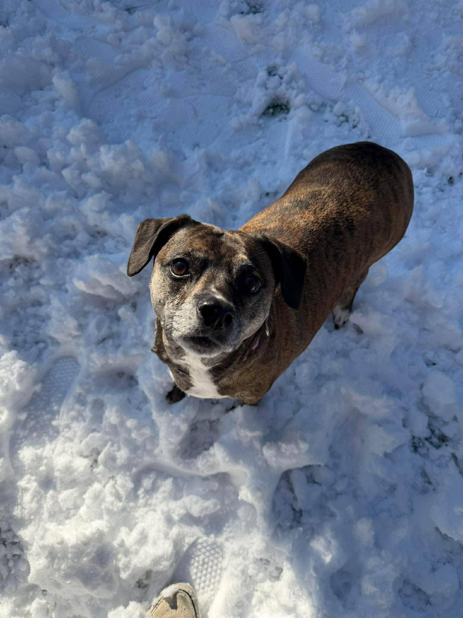 Josie, an adopted Mixed Breed in Lewiston, ME image 3/4