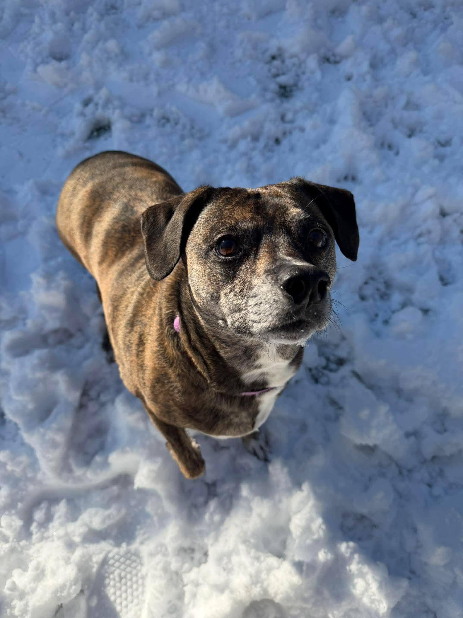 Josie, adopted, Adult Female Mixed Breed.