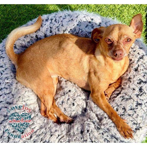 Ladybug COH, ADOPTABLE, Adult Female Chihuahua.
