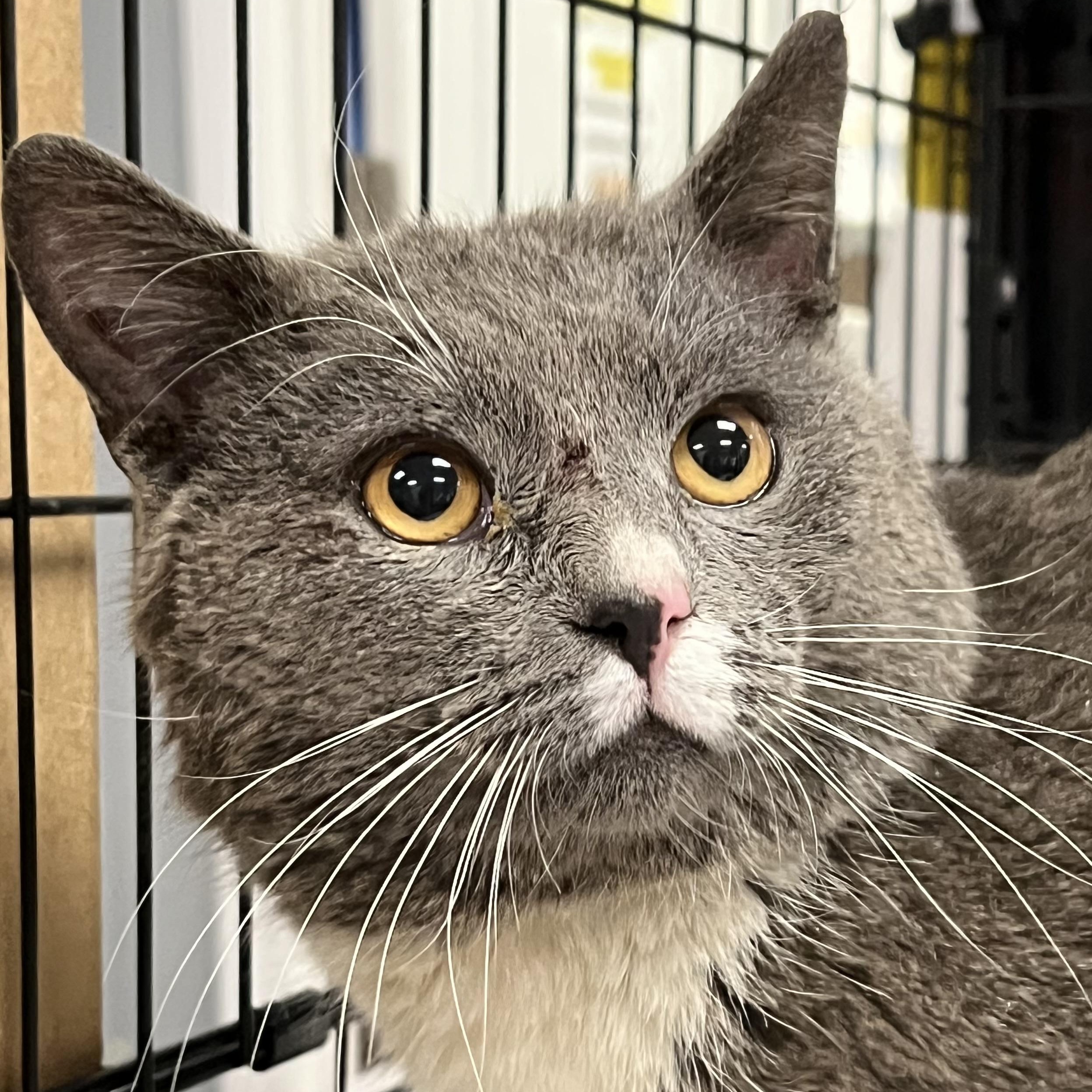 Enlarge Domingo, a ADOPTABLE Domestic Short Hair in Johnston, RI image 6/6