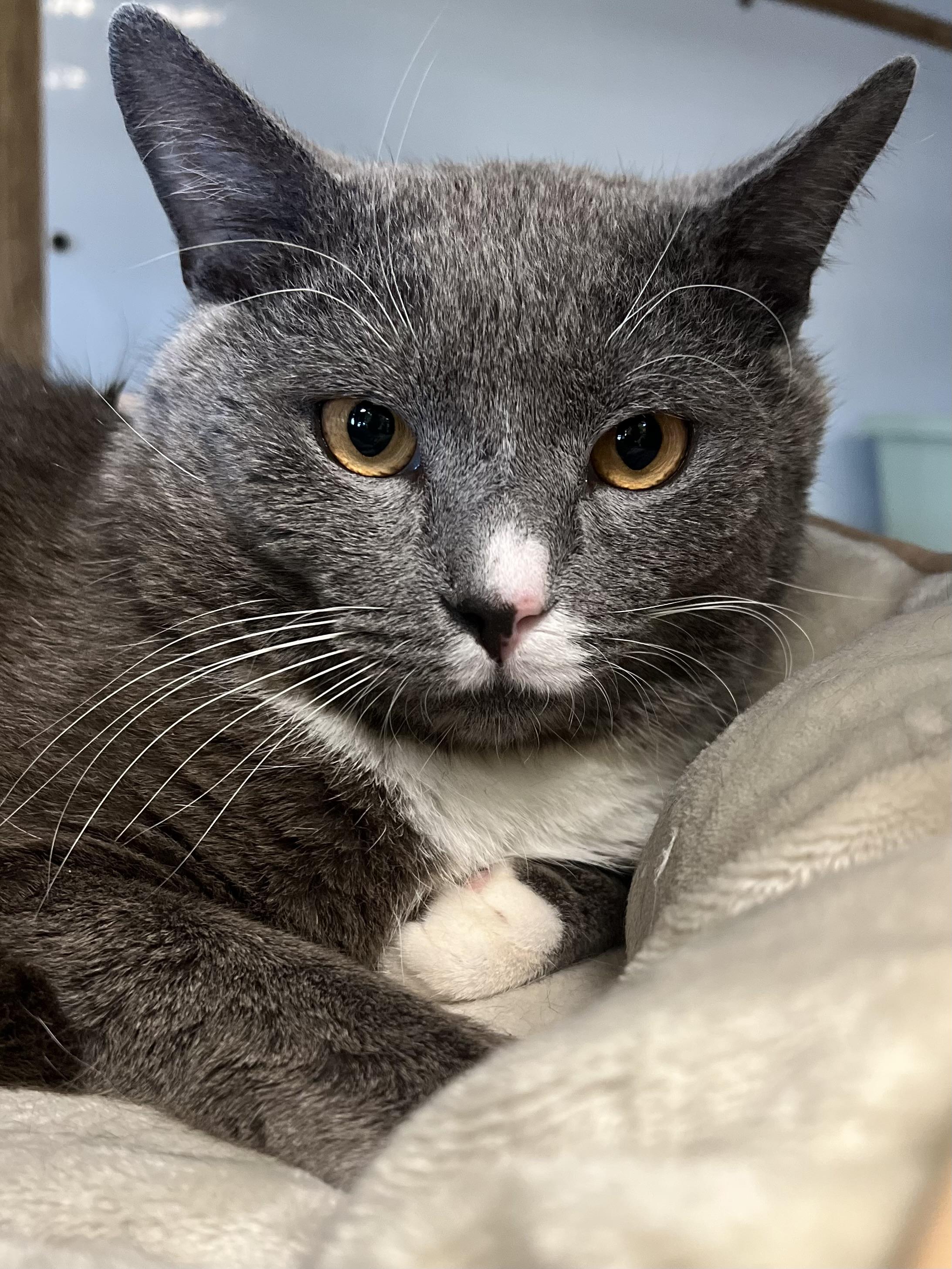 Enlarge Domingo, a ADOPTABLE Domestic Short Hair in Johnston, RI image 3/6