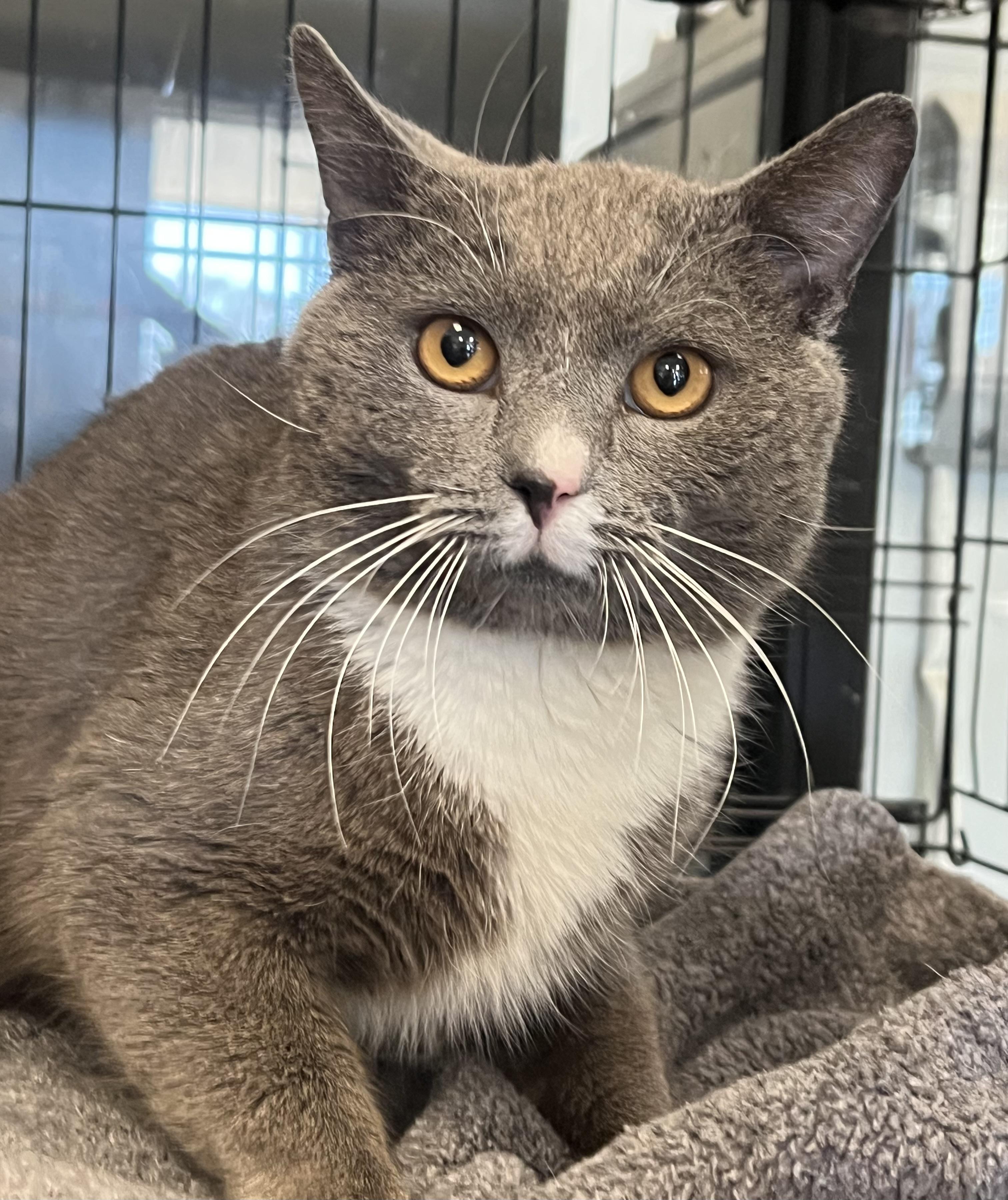 Enlarge Domingo, a ADOPTABLE Domestic Short Hair in Johnston, RI image 1/6