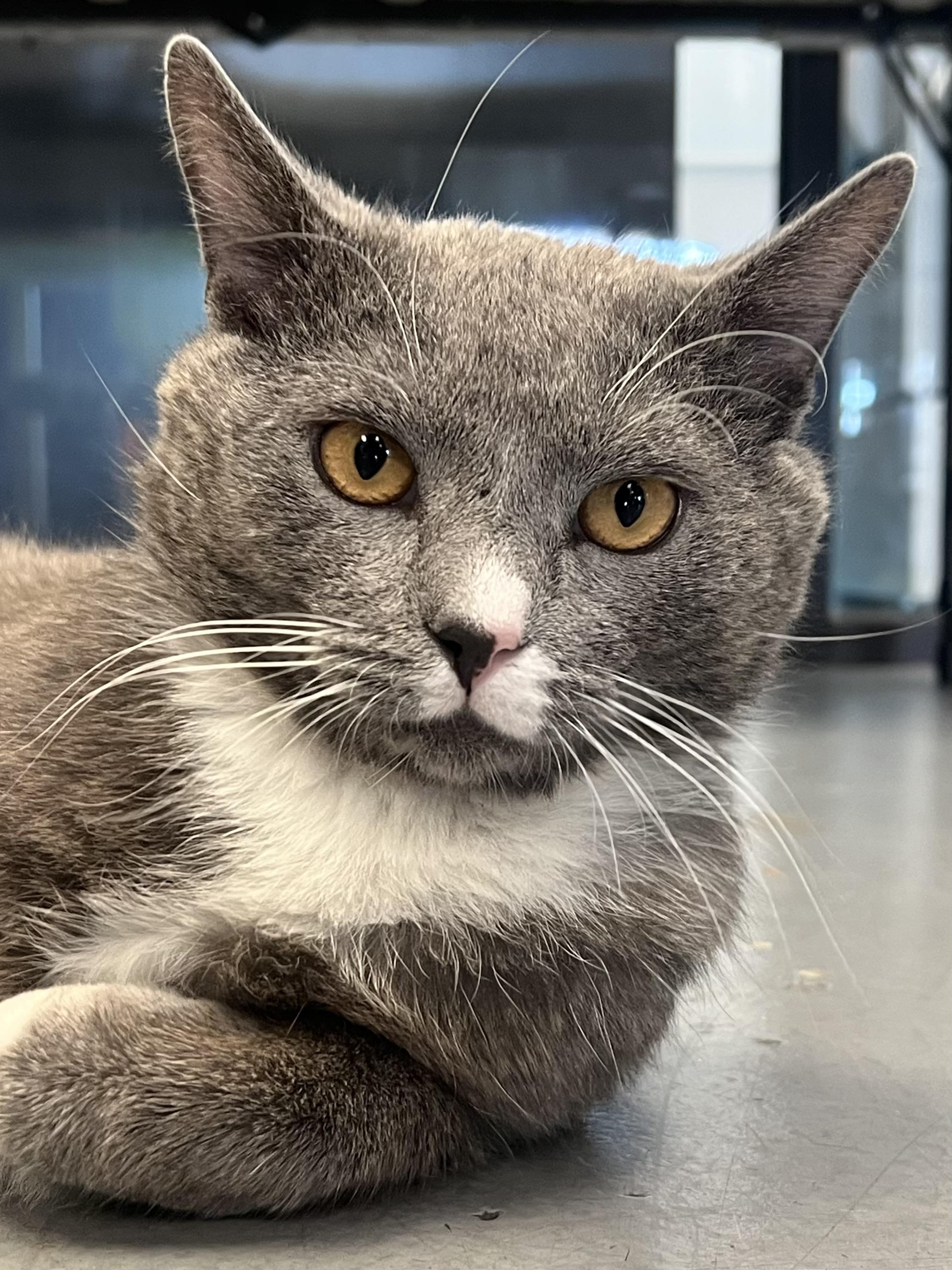 Enlarge Domingo, a ADOPTABLE Domestic Short Hair in Johnston, RI image 2/6