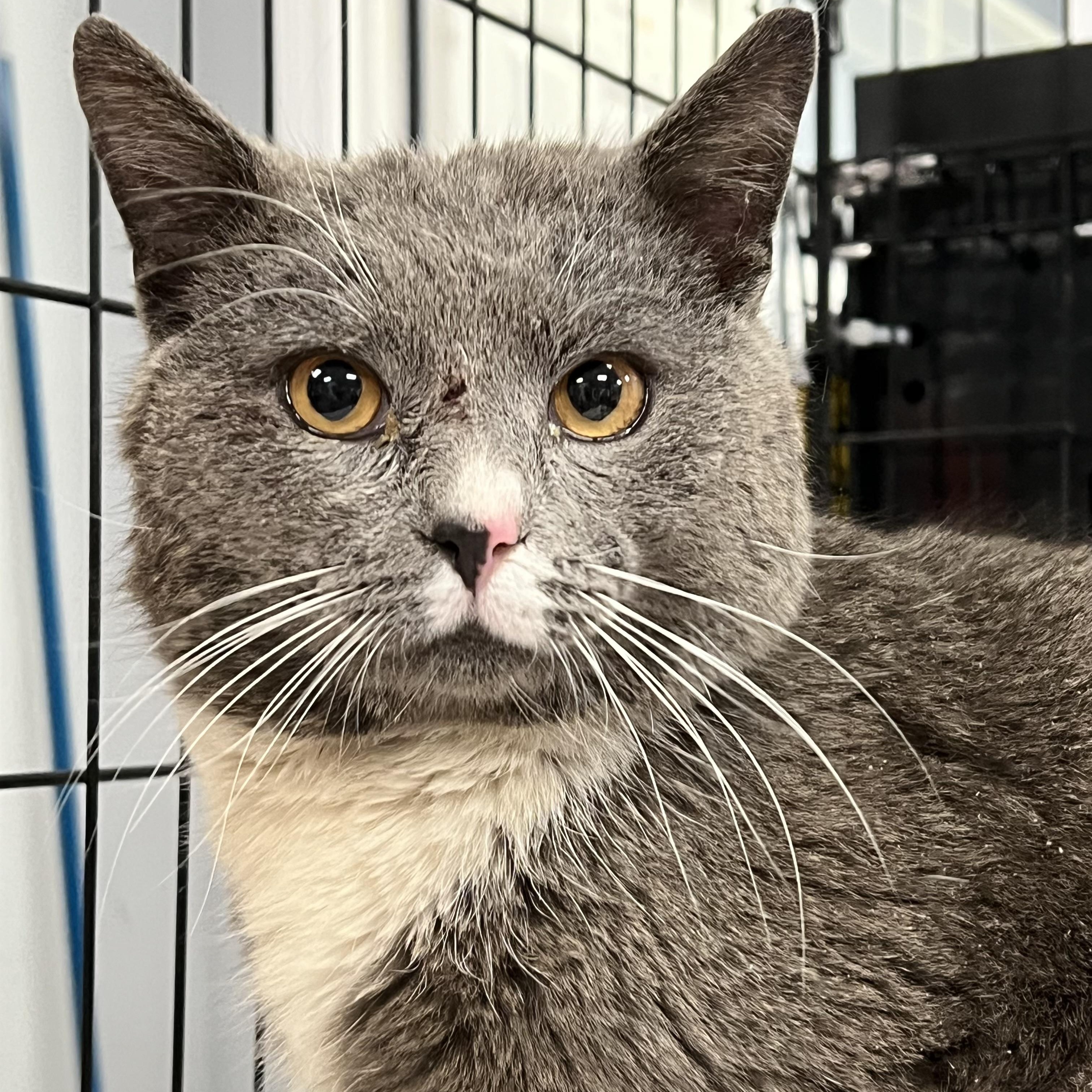 Enlarge Domingo, a ADOPTABLE Domestic Short Hair in Johnston, RI image 5/6