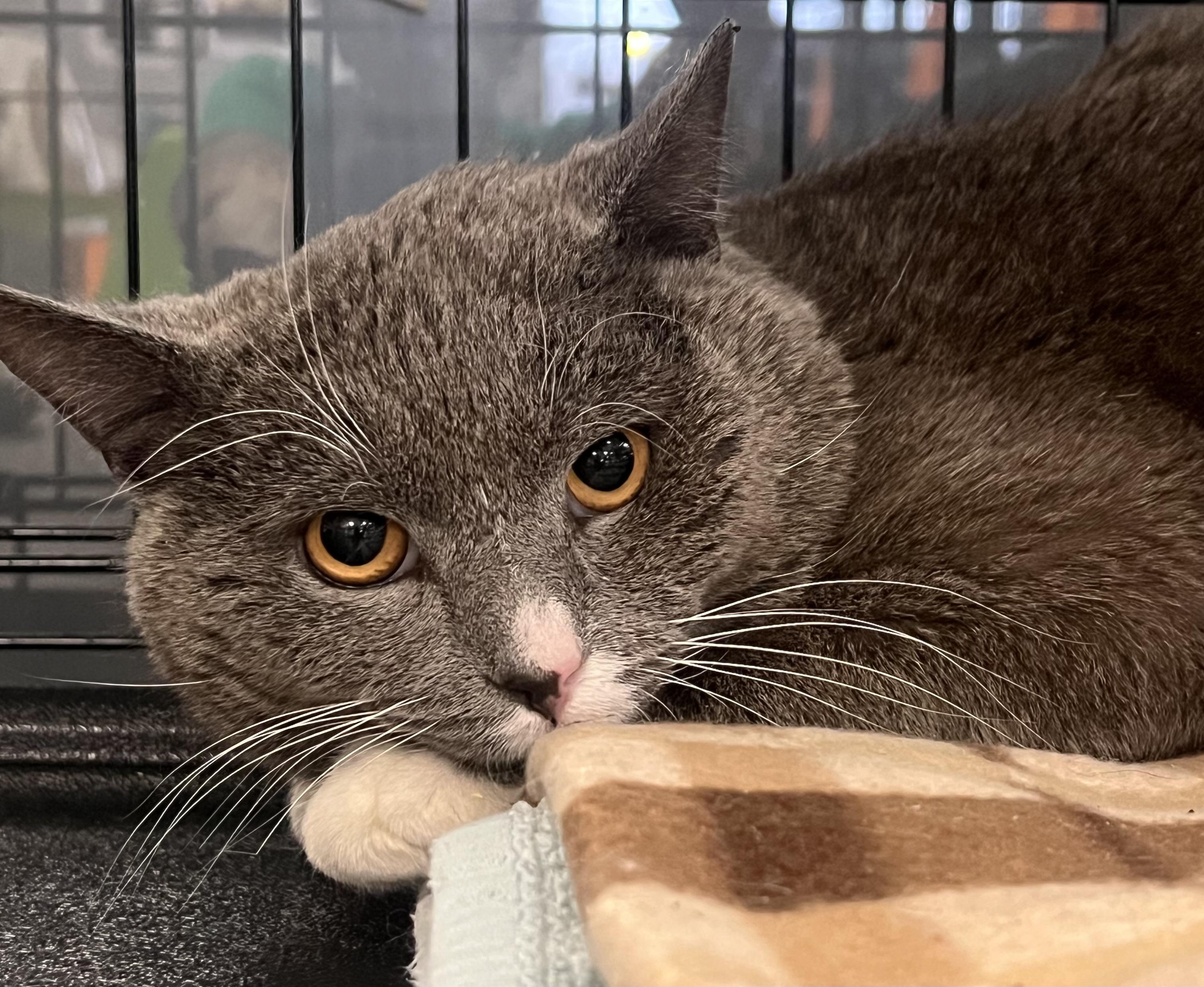 Enlarge Domingo, a ADOPTABLE Domestic Short Hair in Johnston, RI image 4/6