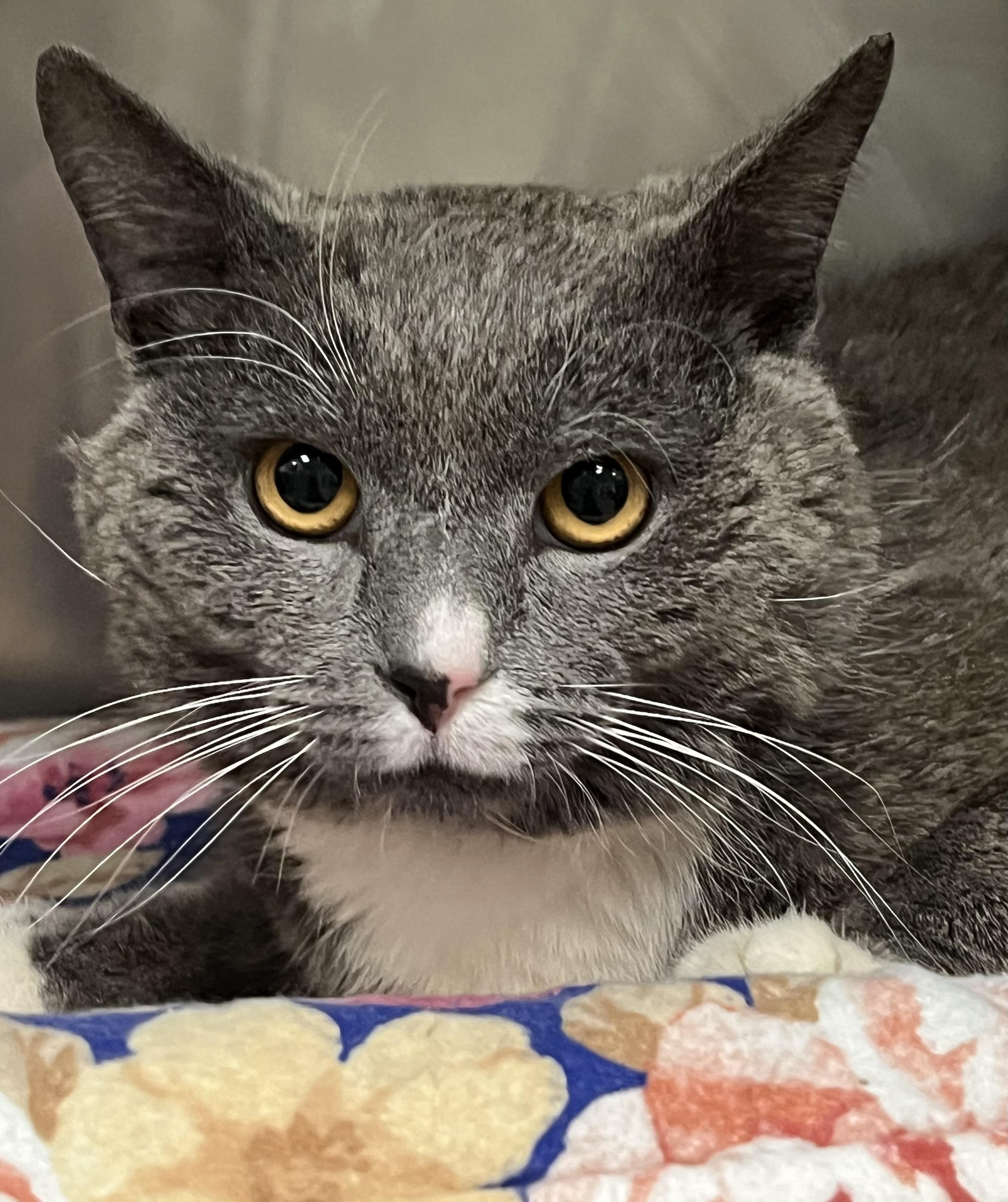 Enlarge Domingo, a ADOPTABLE Domestic Short Hair in Johnston, RI image 2/6