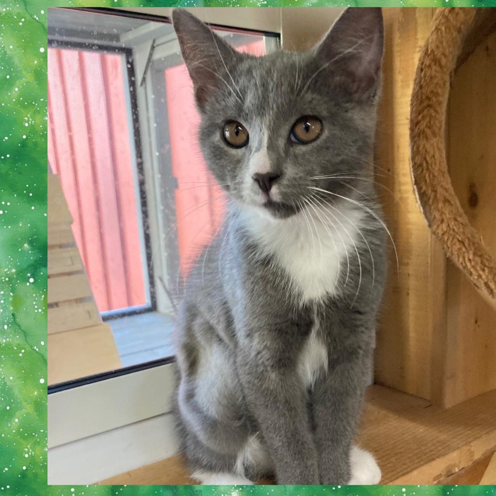 Siblings , an adopted Domestic Short Hair in Fernandina Beach, FL image 2/2