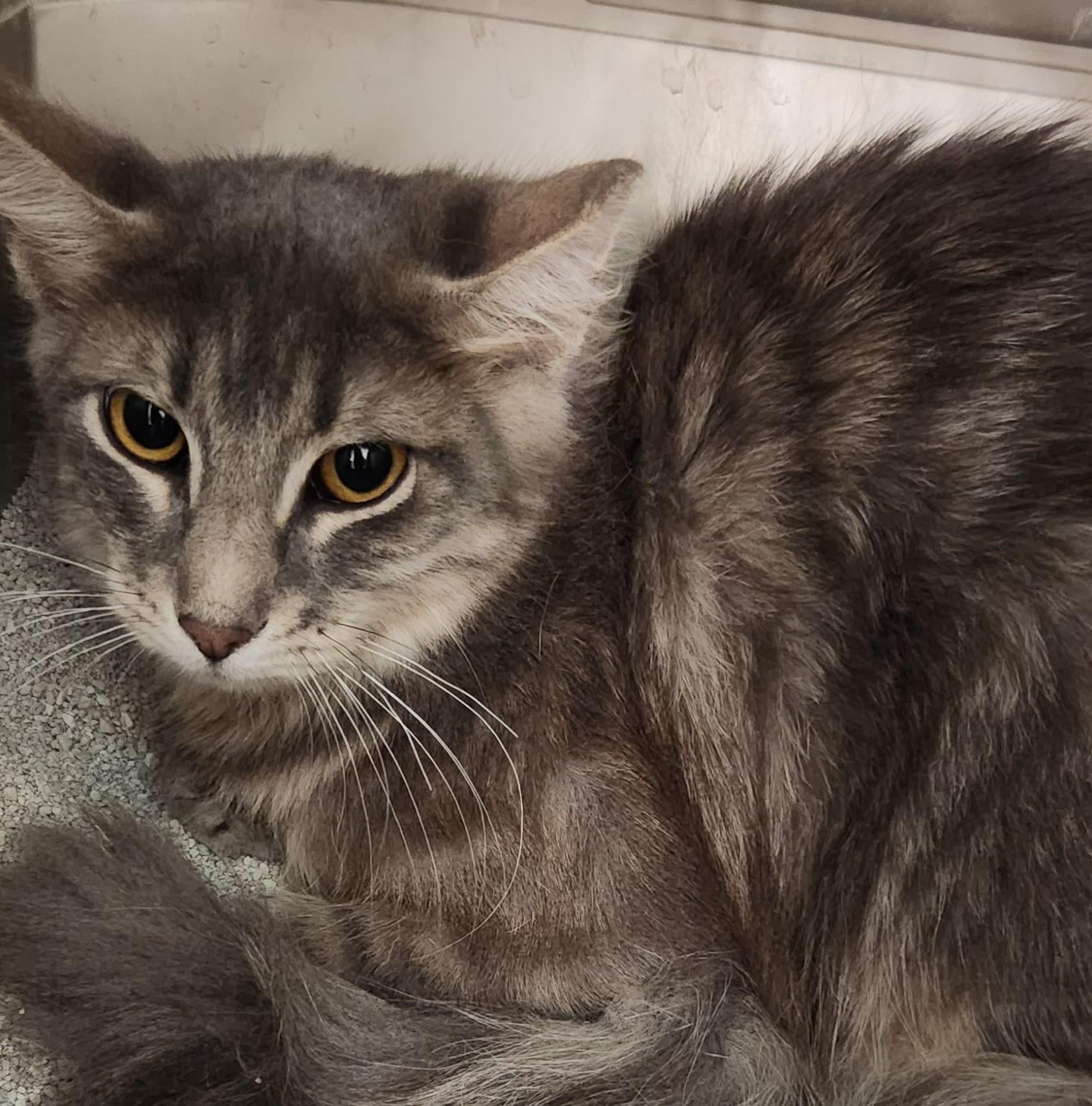 Louie, adopted, Kitten Male Domestic Long Hair.