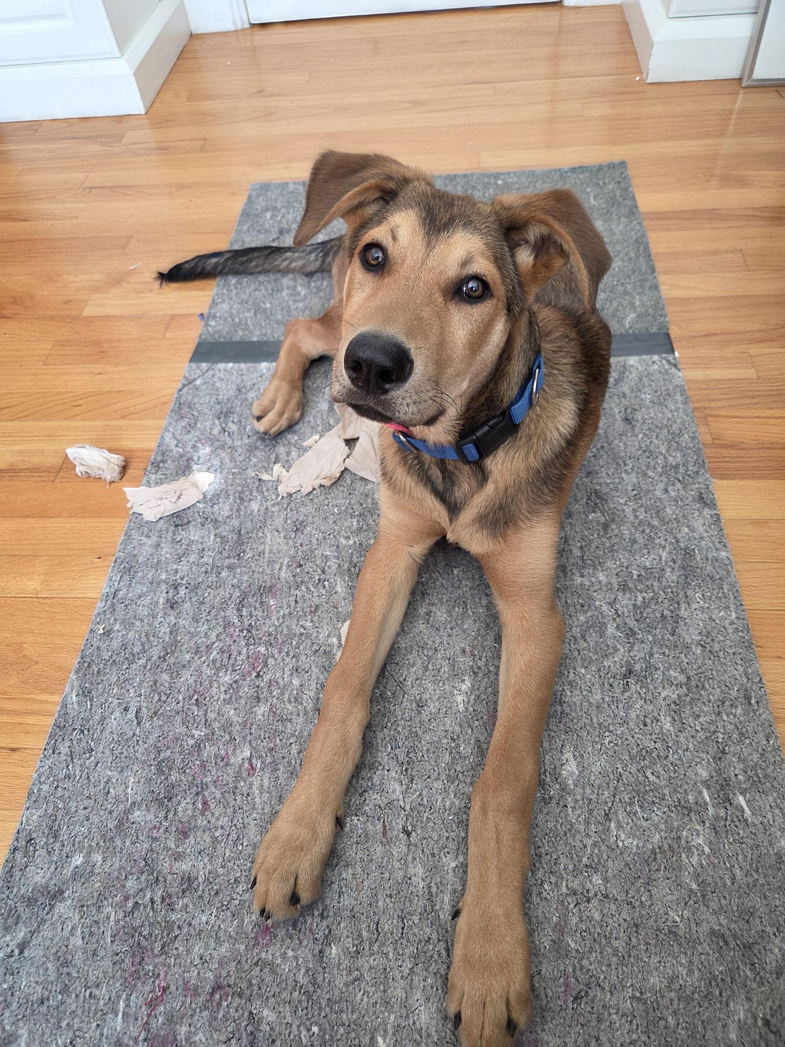 Enlarge Biggie, a Adoptable Shepherd in Sunnyvale, CA image 1/1