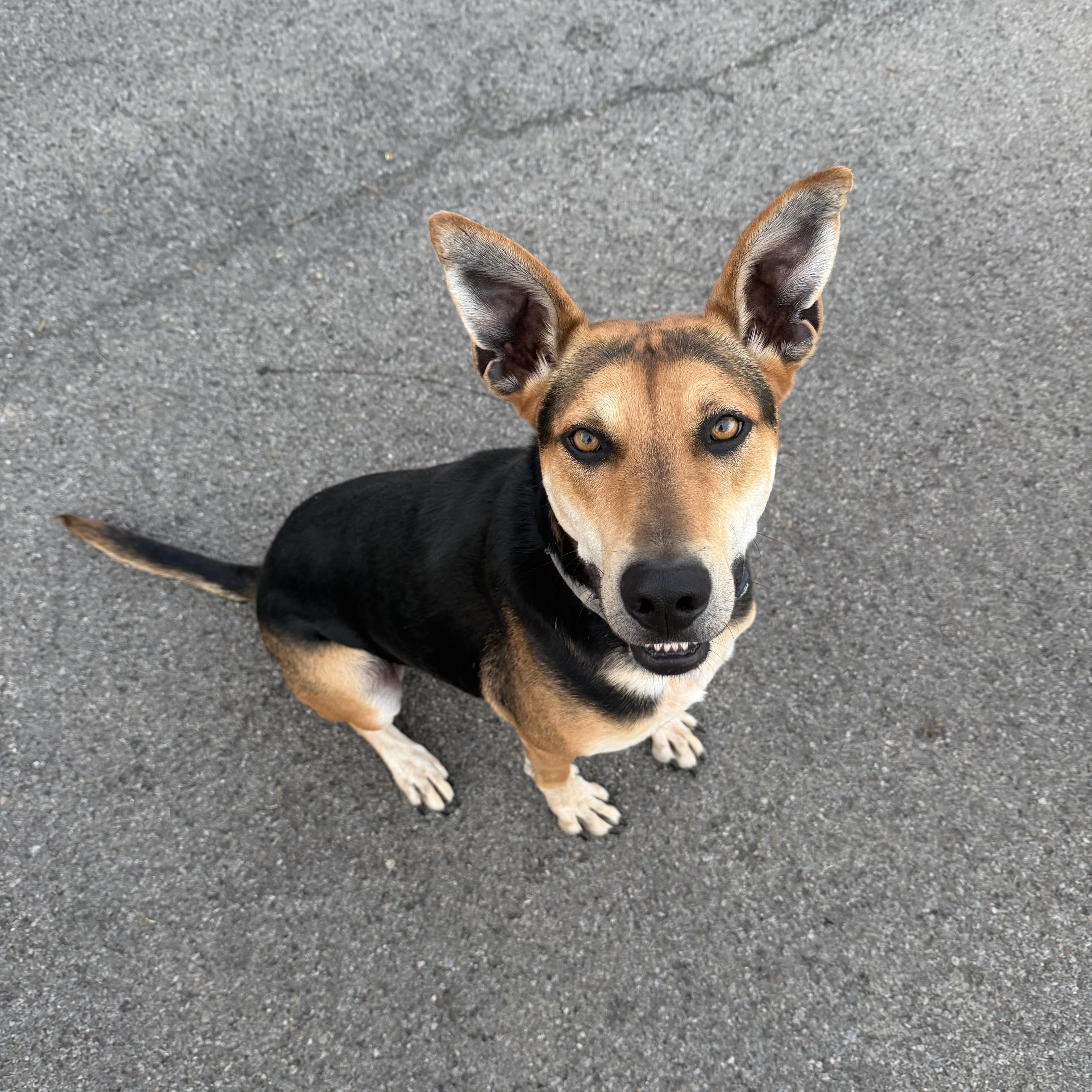 Enlarge Bruce, a Adoptable mixed breed in oriskany, NY image 3/6