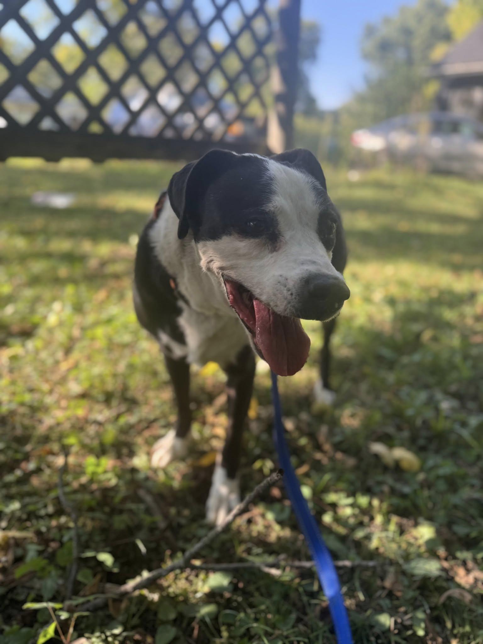 Enlarge Tuscon, a Adoptable mixed breed in Speedway, IN image 1/4