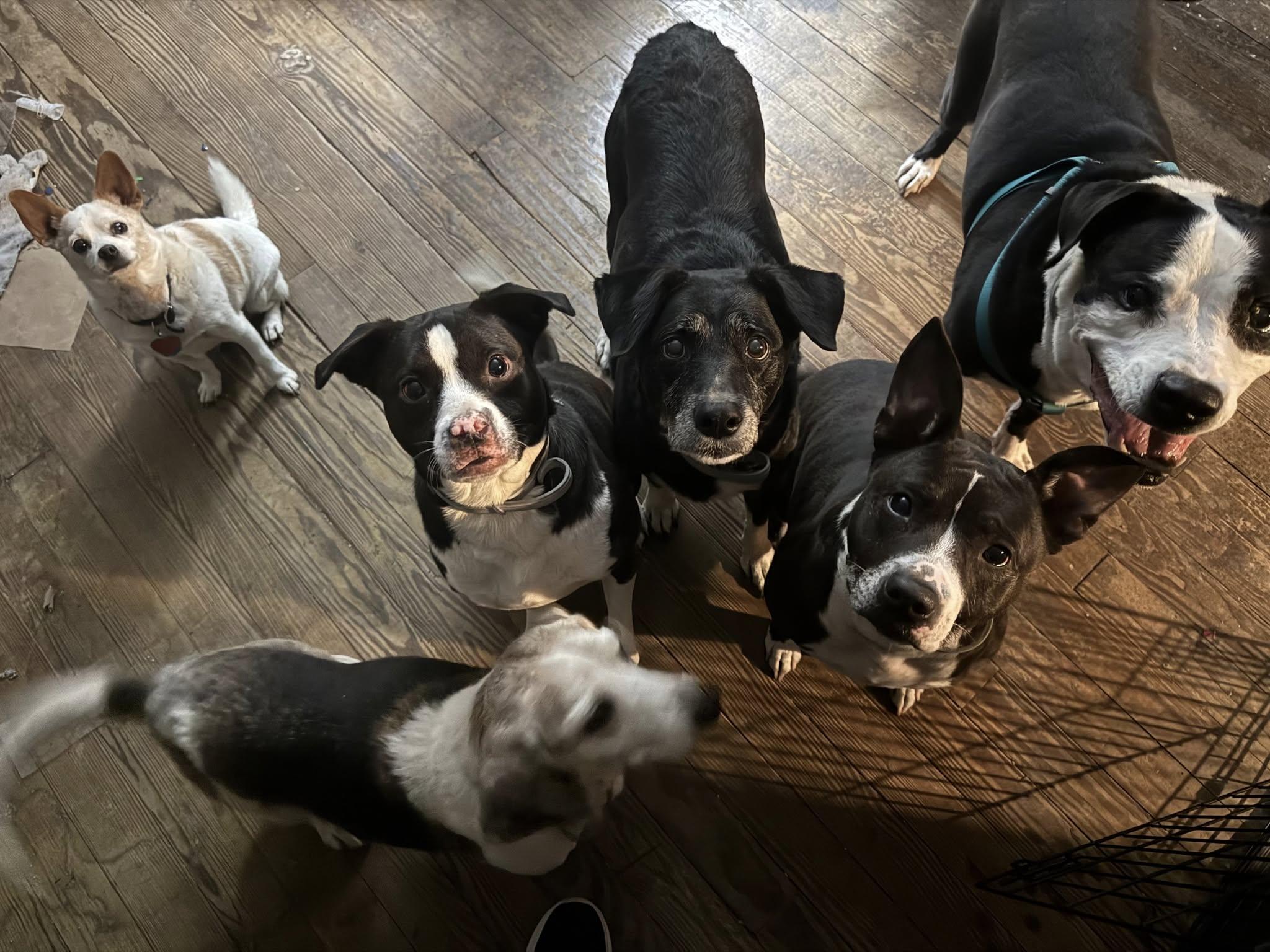 Enlarge Tuscon, a Adoptable mixed breed in Speedway, IN image 2/4