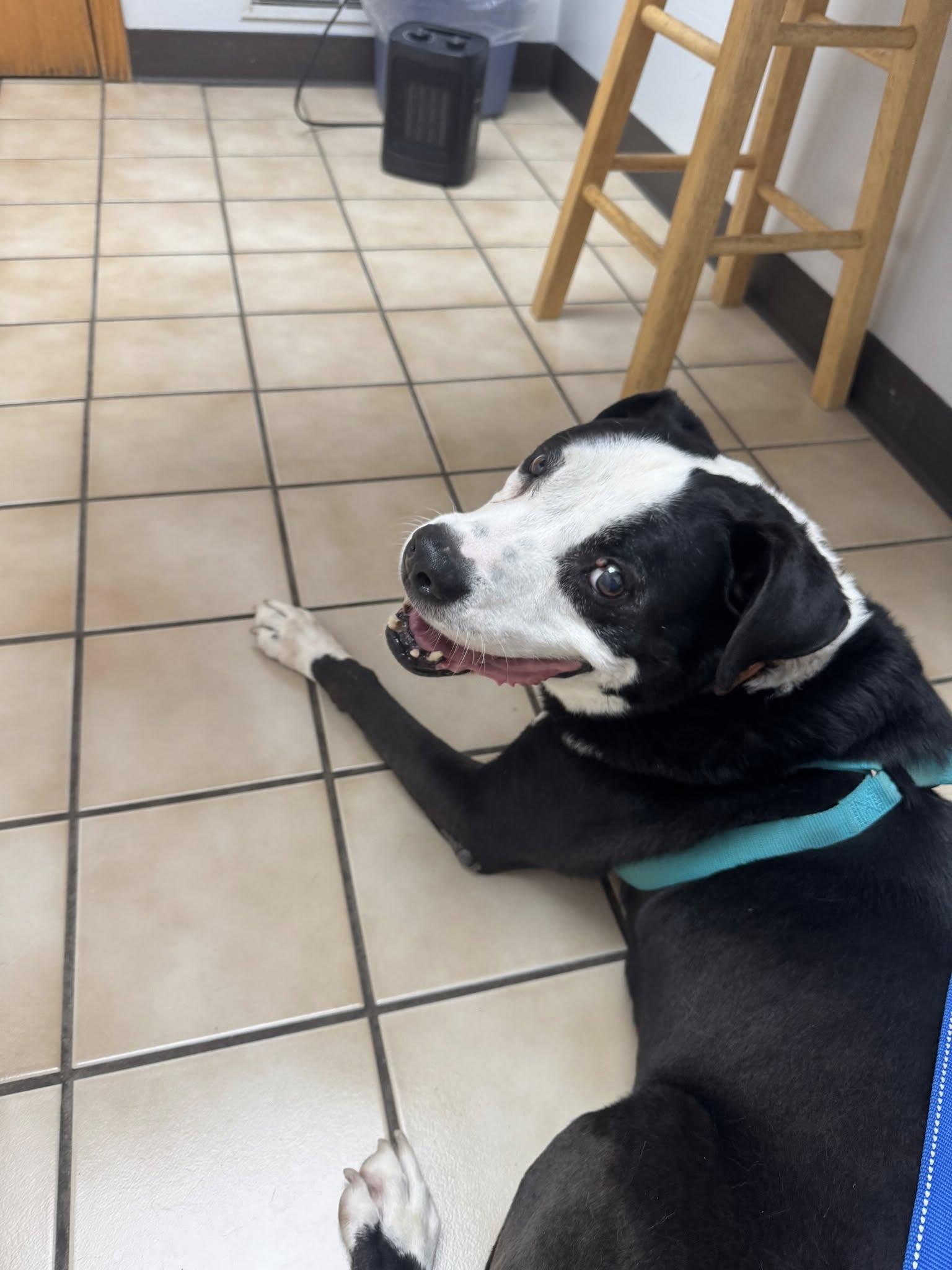 Enlarge Tuscon, a Adoptable mixed breed in Speedway, IN image 4/4