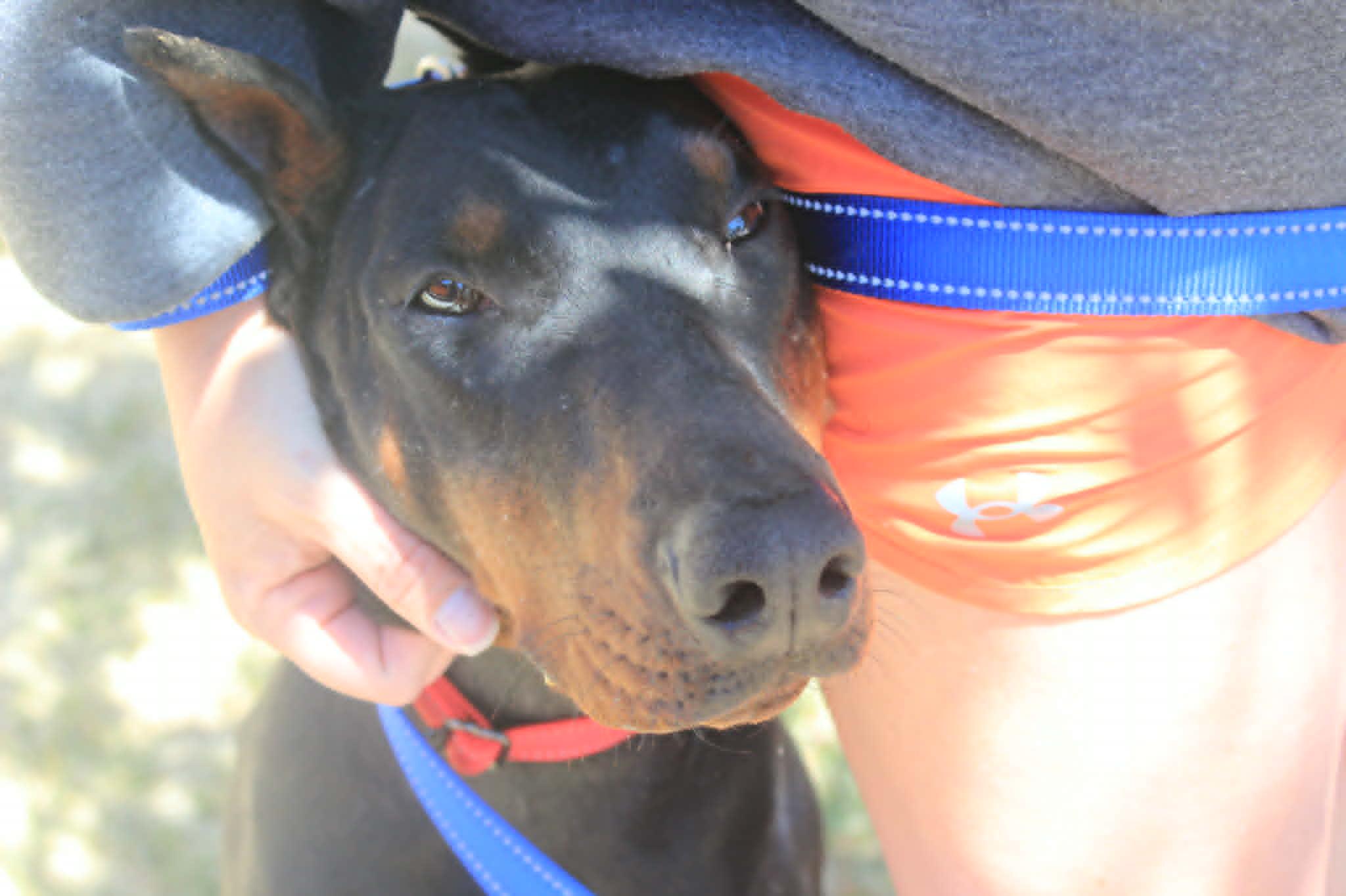 Mila, a Adopted Doberman Pinscher in Denver, CO image 1/6