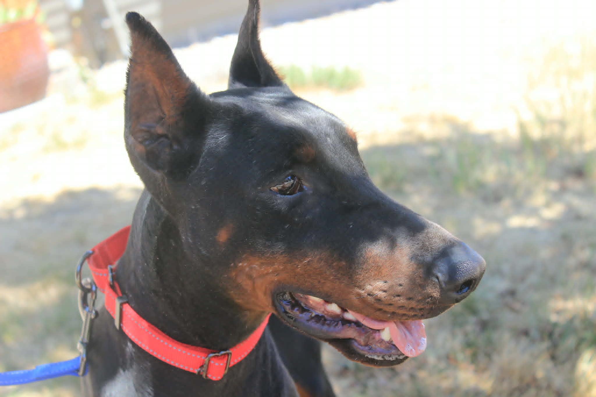 Mila, a Adopted Doberman Pinscher in Denver, CO image 2/6