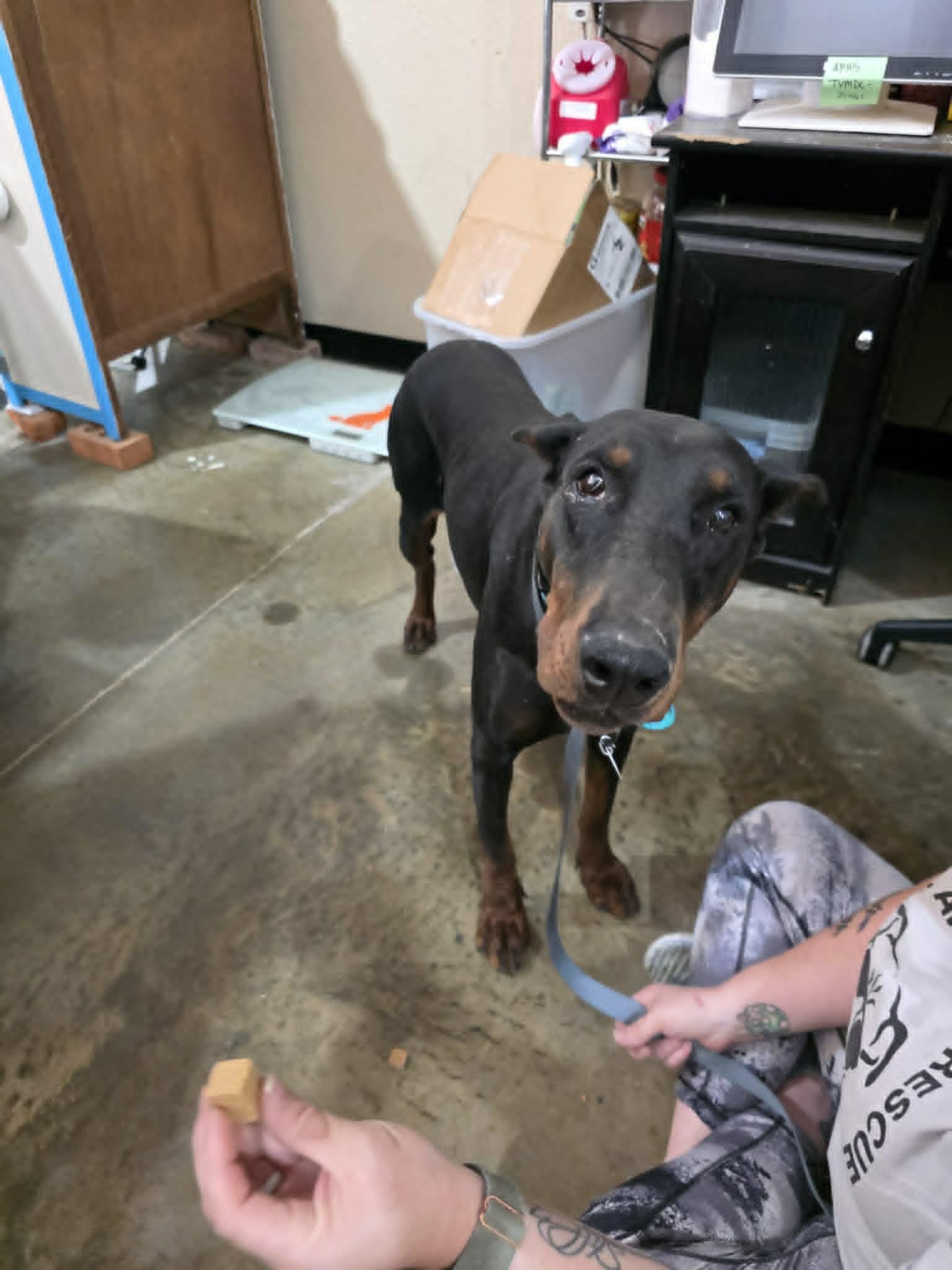 Mila, a Adopted Doberman Pinscher in Denver, CO image 3/6