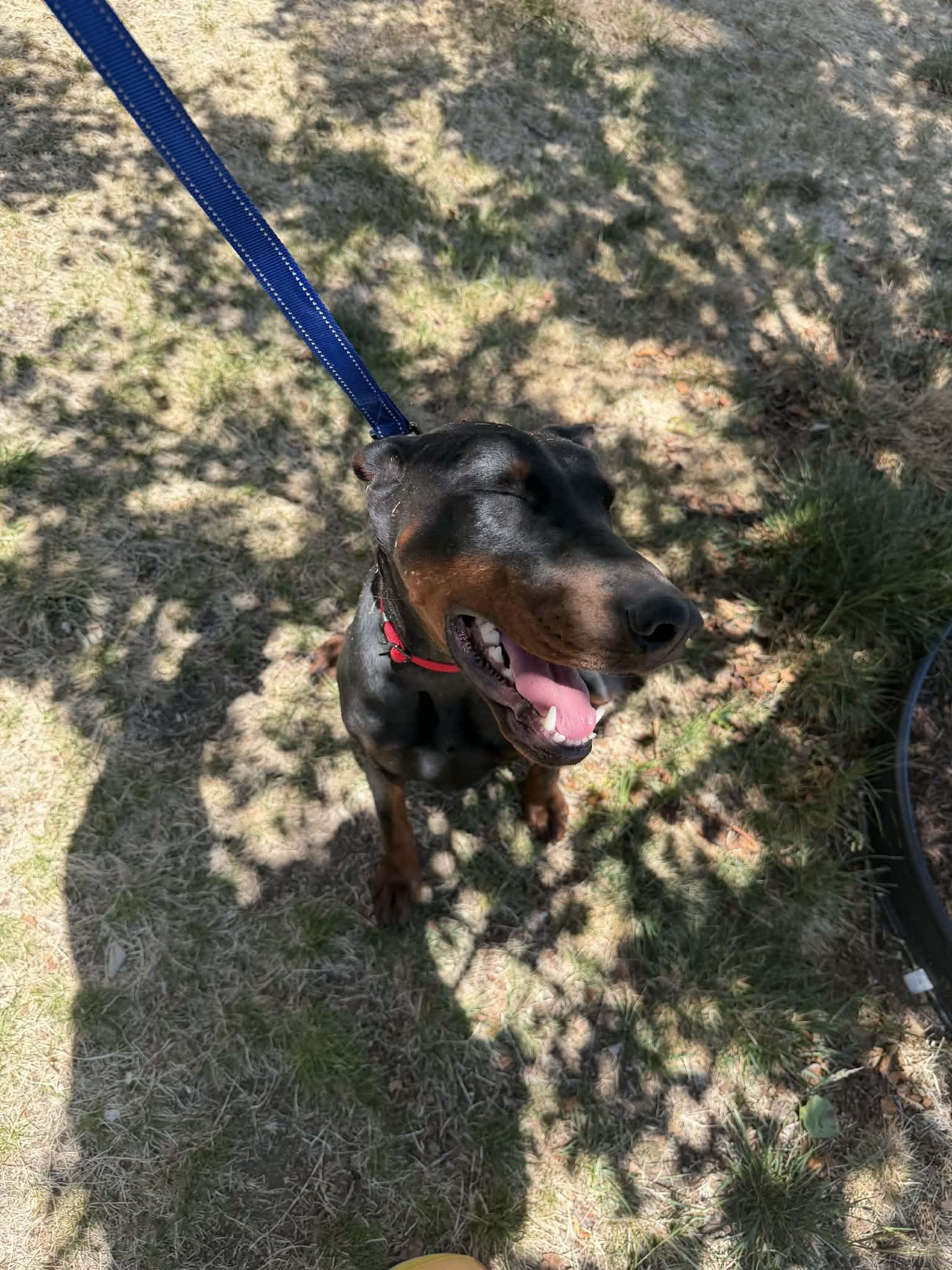 Mila, a Adopted Doberman Pinscher in Denver, CO image 4/6