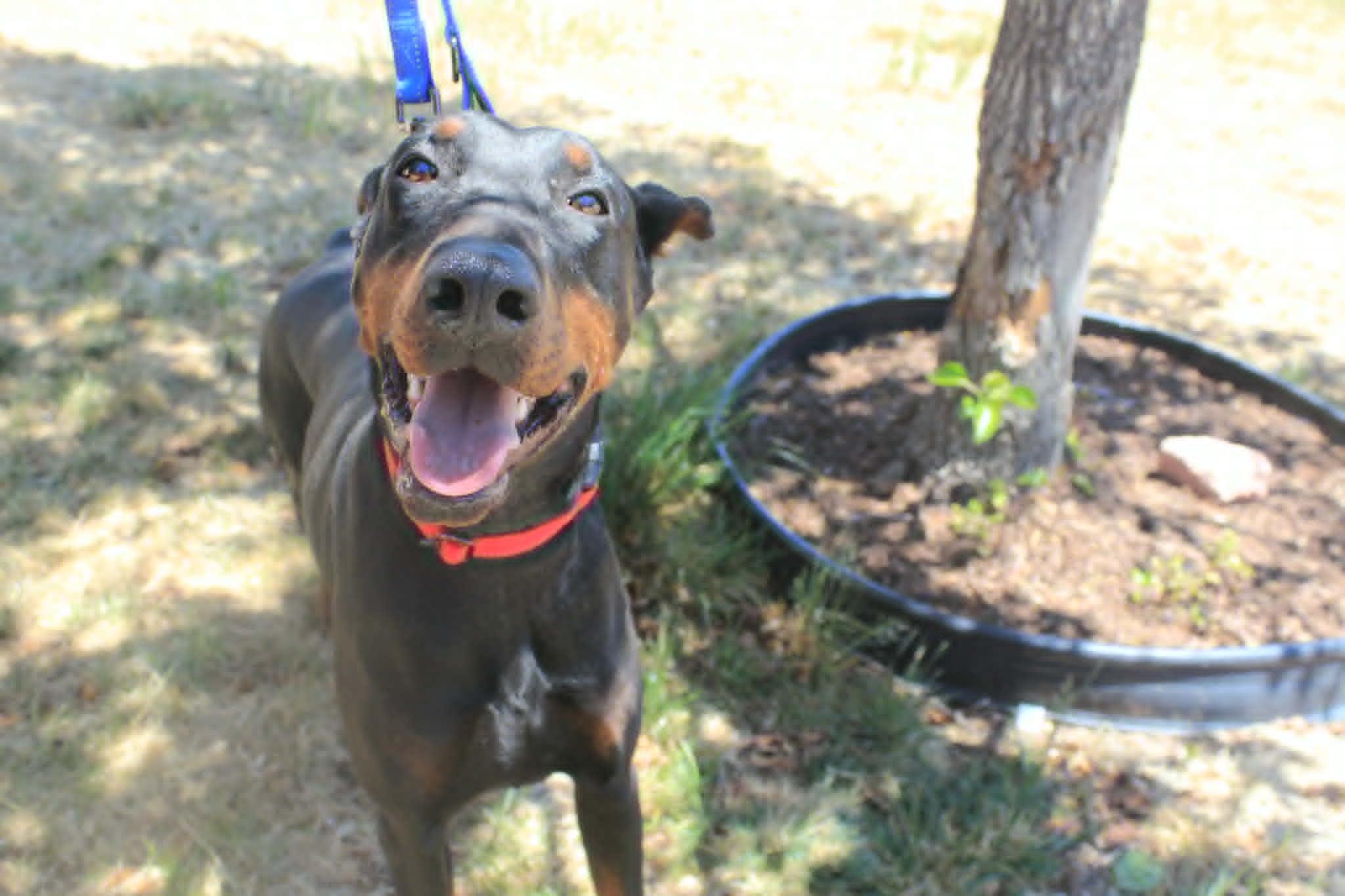 Mila, a Adopted Doberman Pinscher in Denver, CO image 5/6