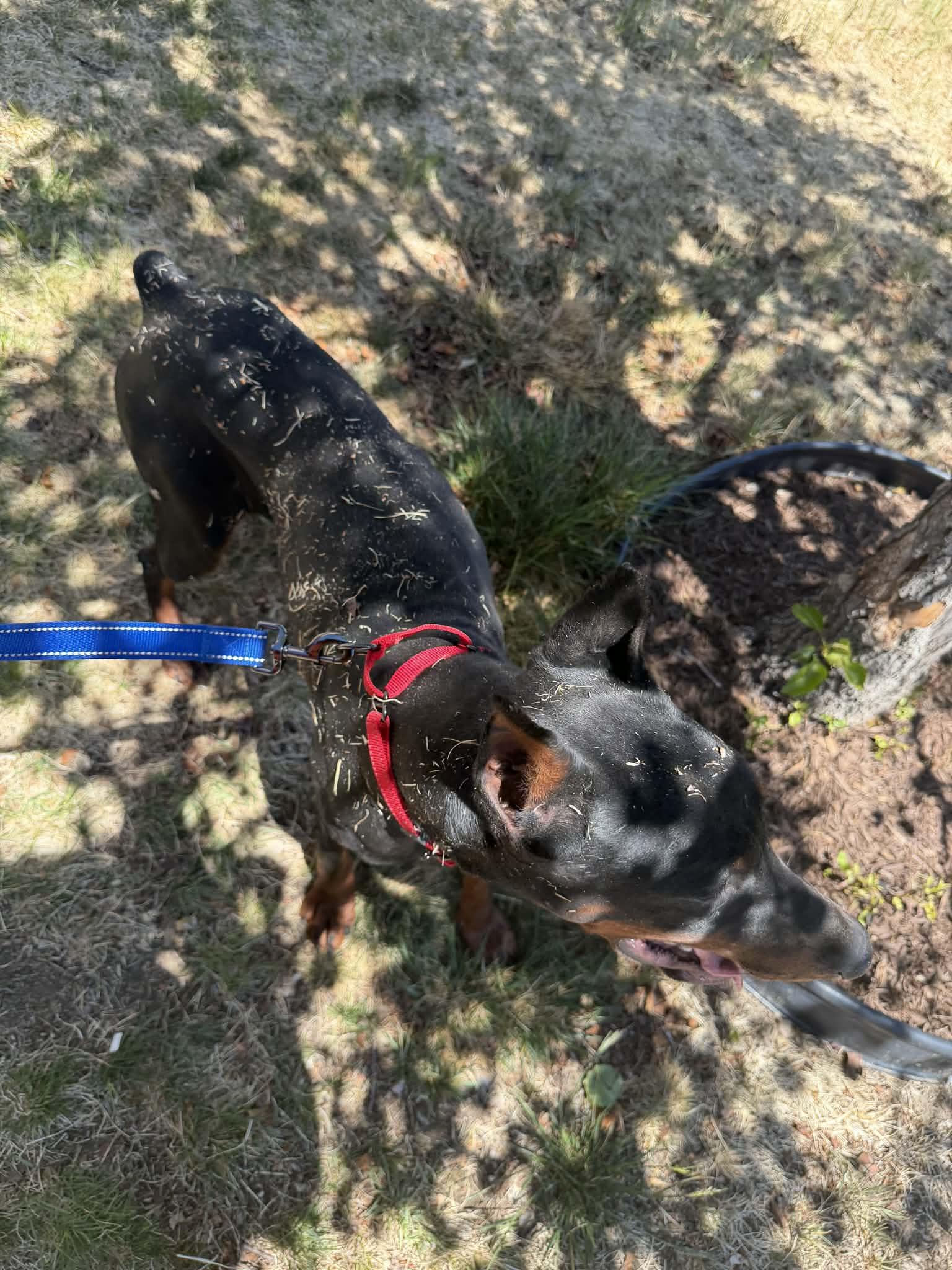 Mila, a Adopted Doberman Pinscher in Denver, CO image 6/6