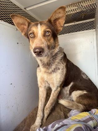 Mildred, Adoptable, Adult Female Cattle Dog & Mixed Breed.