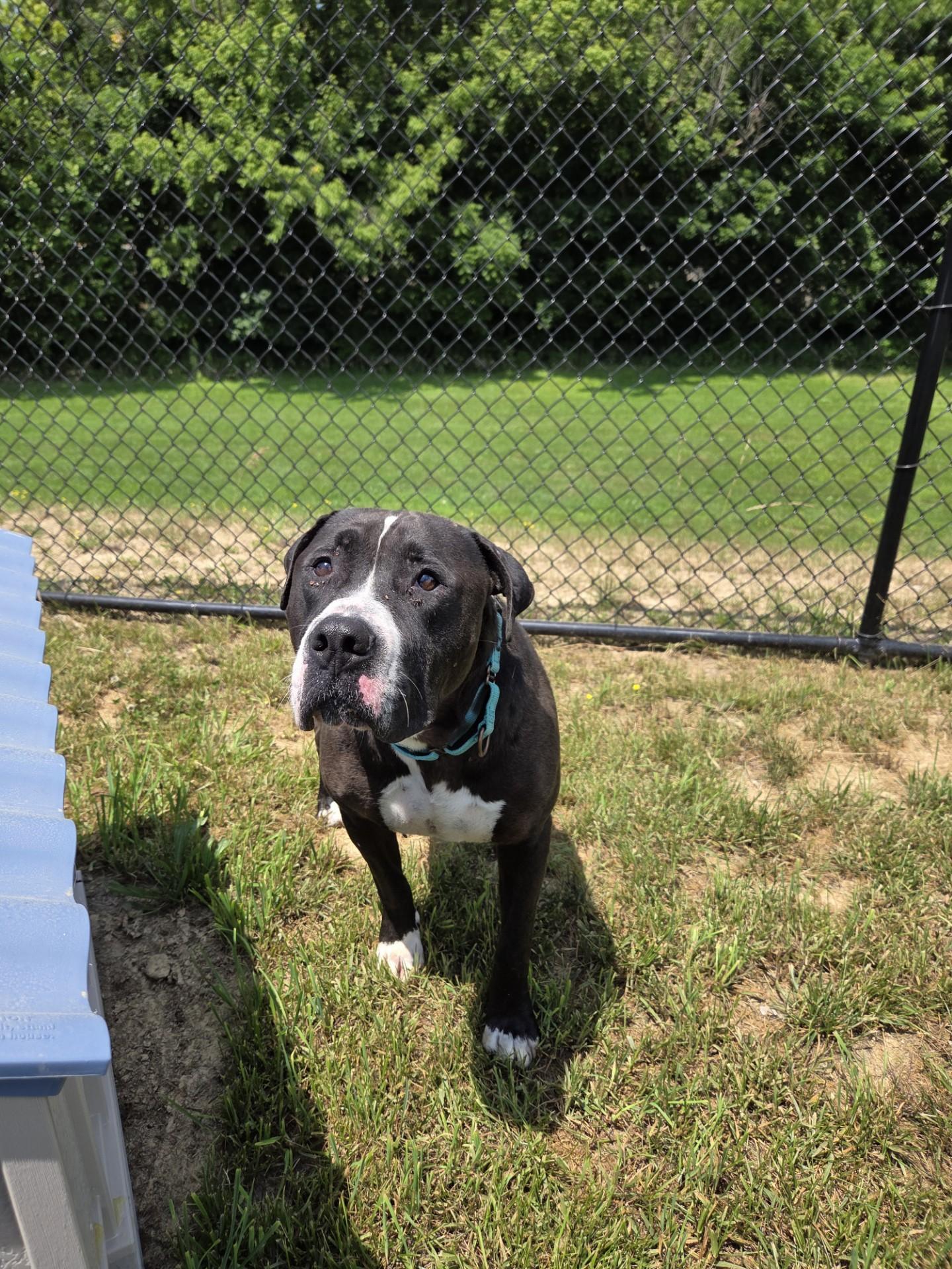 Micro Machine, a ADOPTABLE mixed breed in Shepherdsville, KY image 2/3