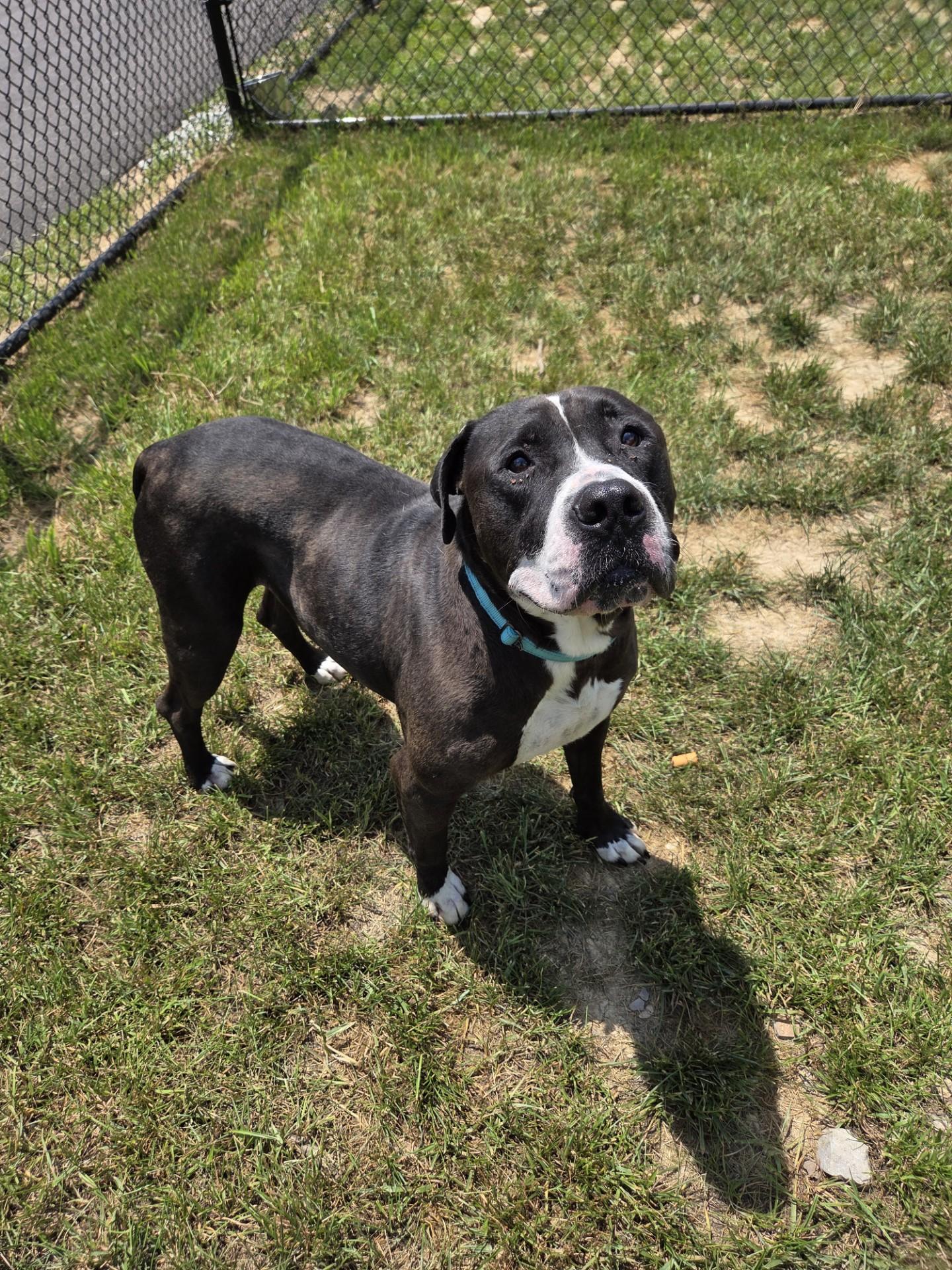Micro Machine, a ADOPTABLE mixed breed in Shepherdsville, KY image 3/3