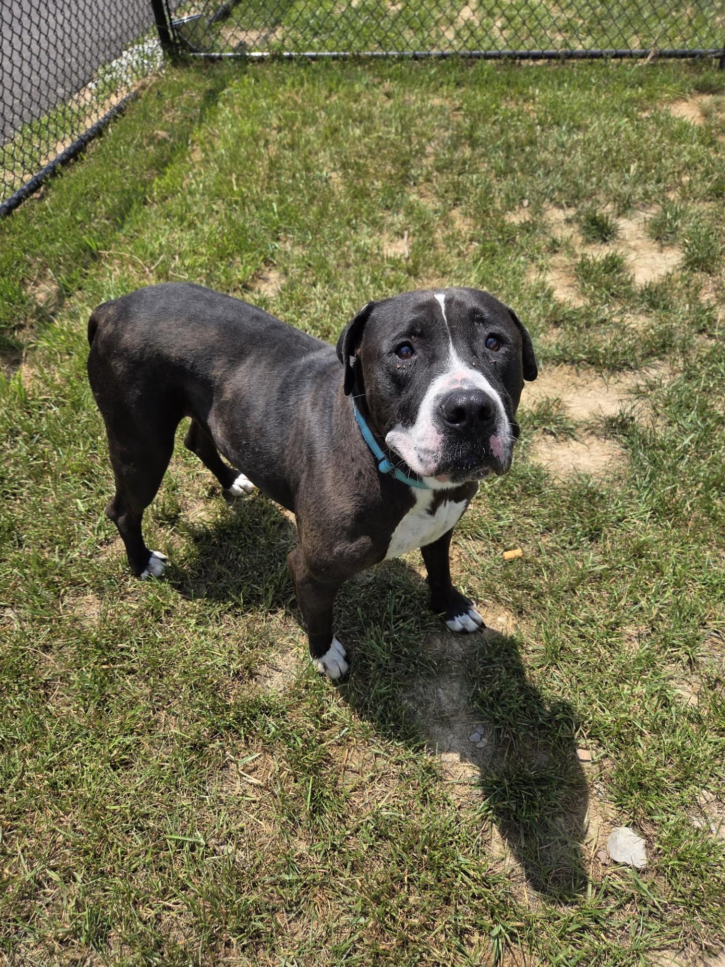 Micro Machine, ADOPTABLE, Adult Male American Bulldog.