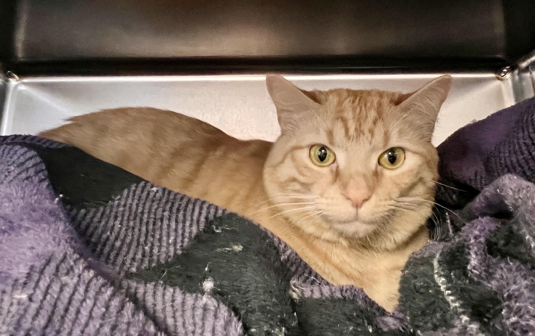Marigold, ADOPTABLE, Adult Female Domestic Short Hair.