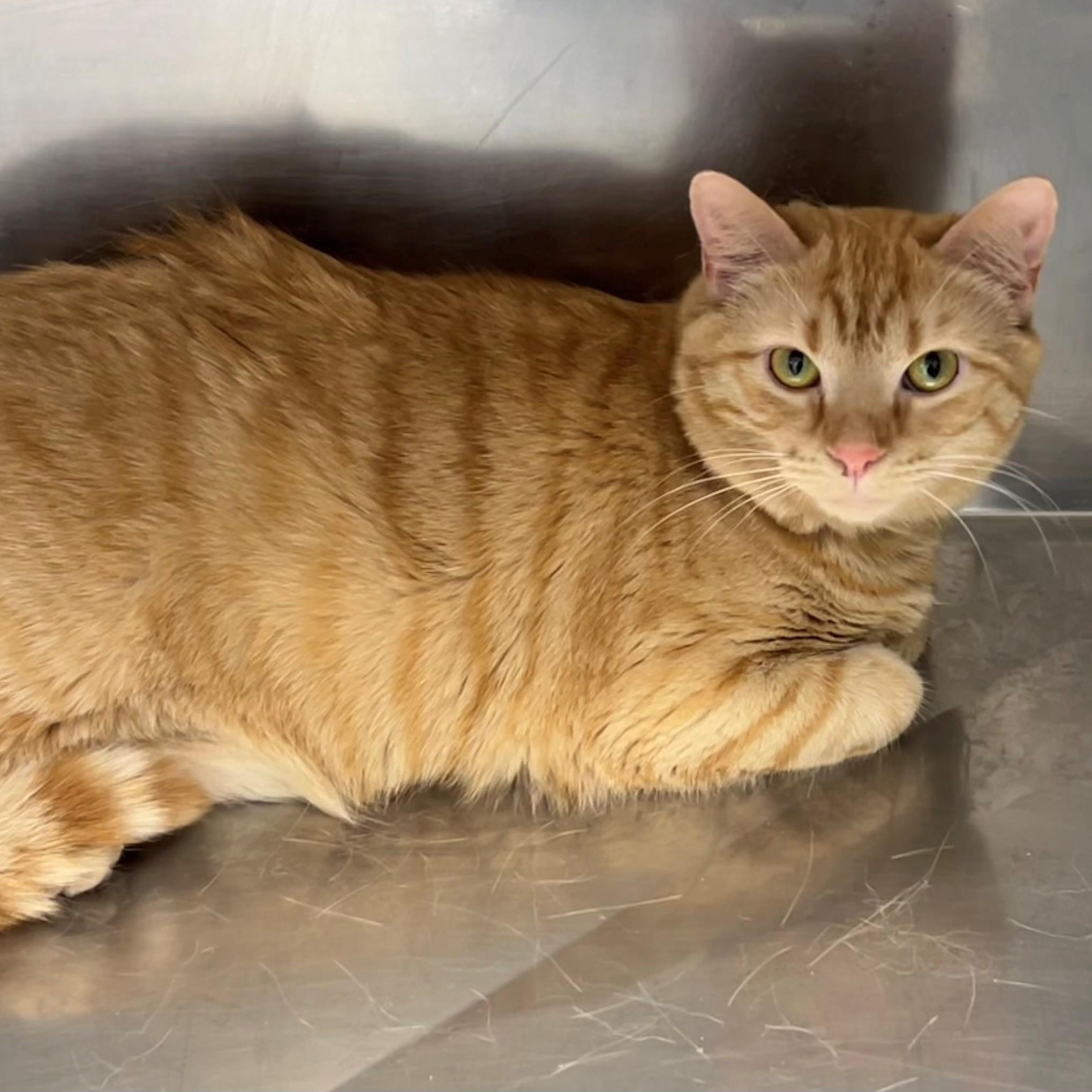 Marigold, a ADOPTABLE Domestic Short Hair in Edinburg, VA image 2/2