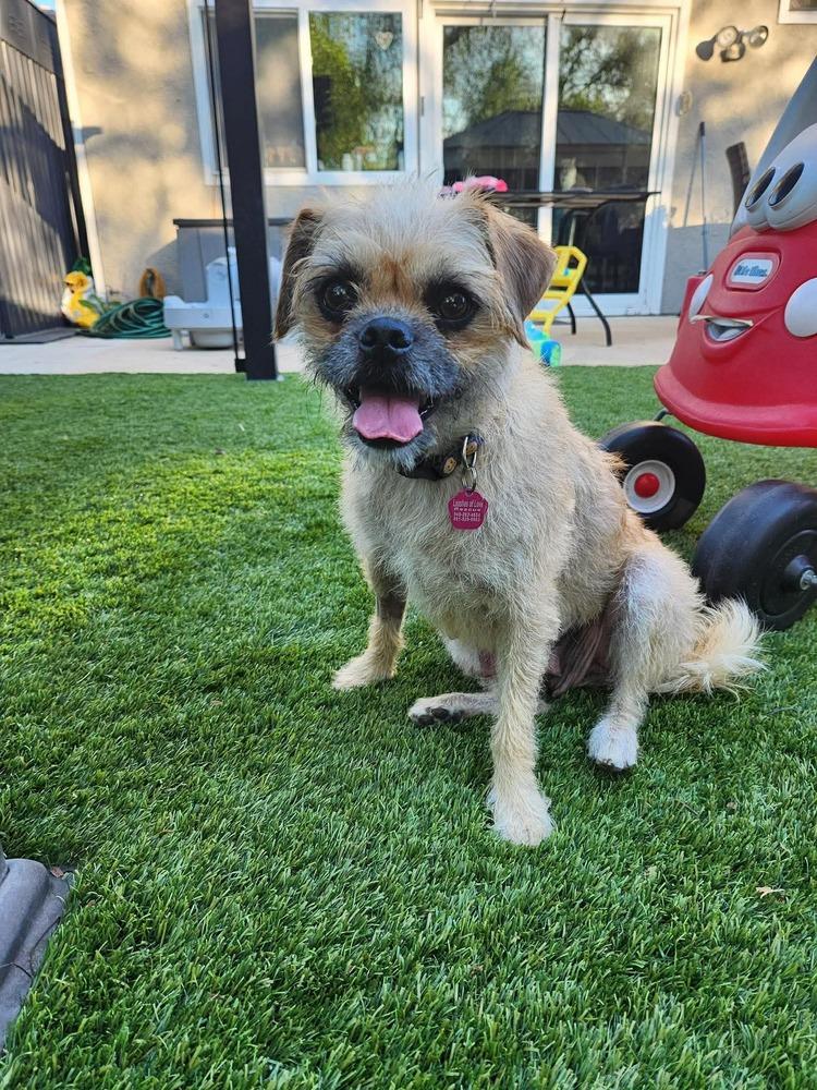 Enlarge Everest, a Adopted mixed breed in Mission Viejo, CA image 2/4