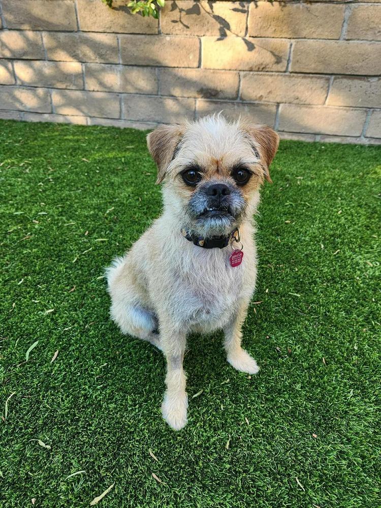 Enlarge Everest, a Adopted mixed breed in Mission Viejo, CA image 3/4